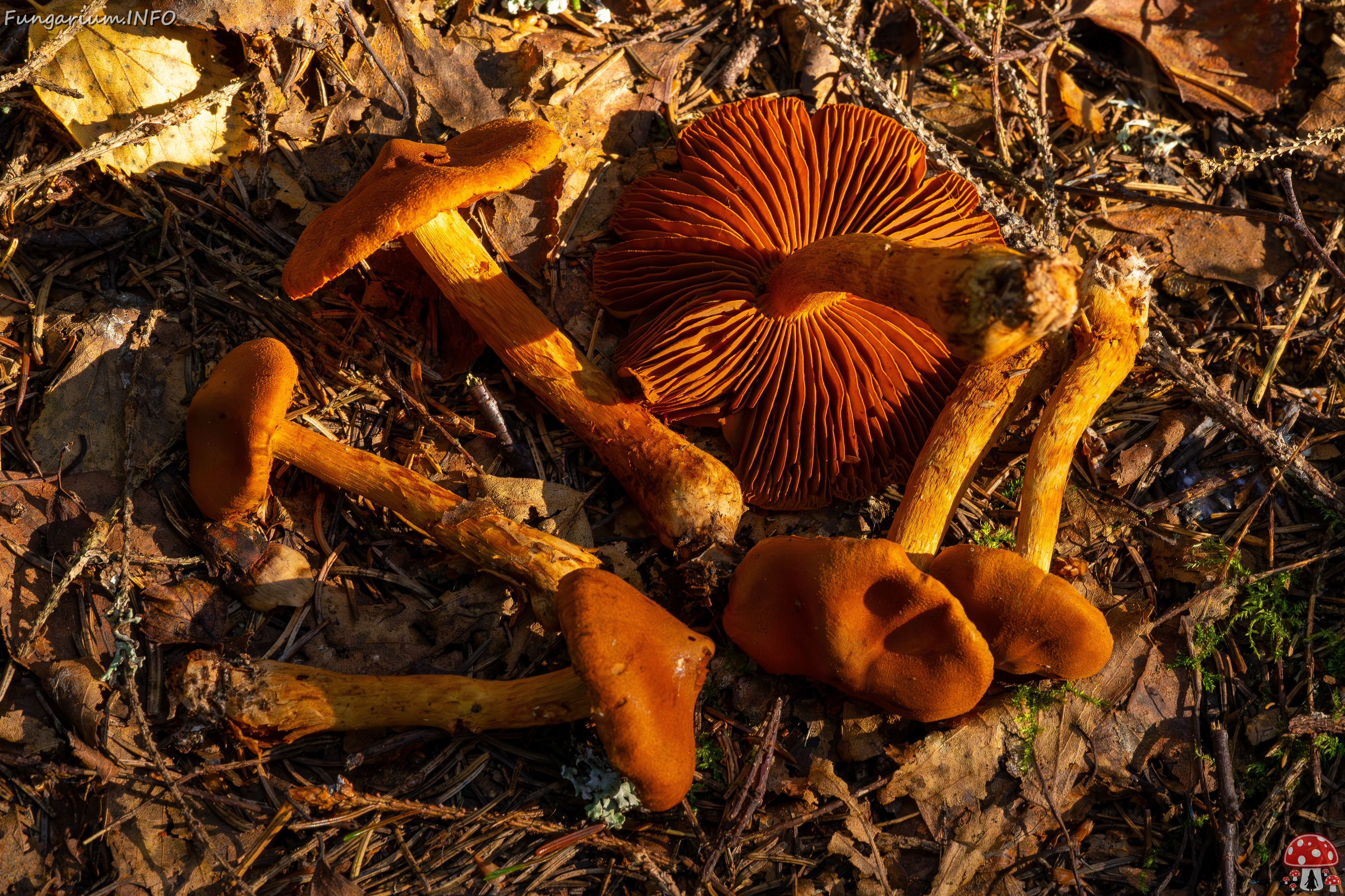 cortinarius-rubellus_1-18 