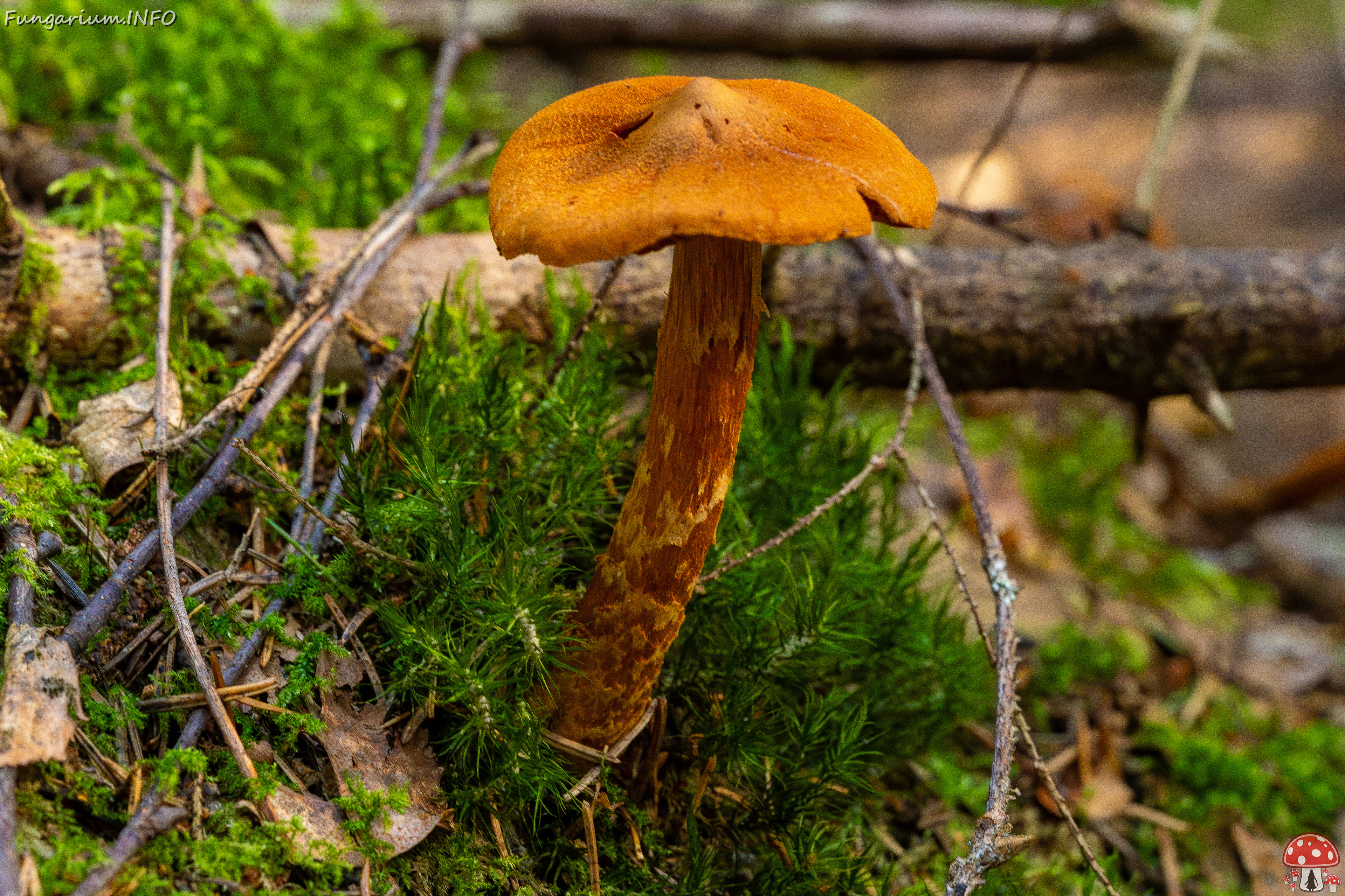 cortinarius-rubellus_1-2 