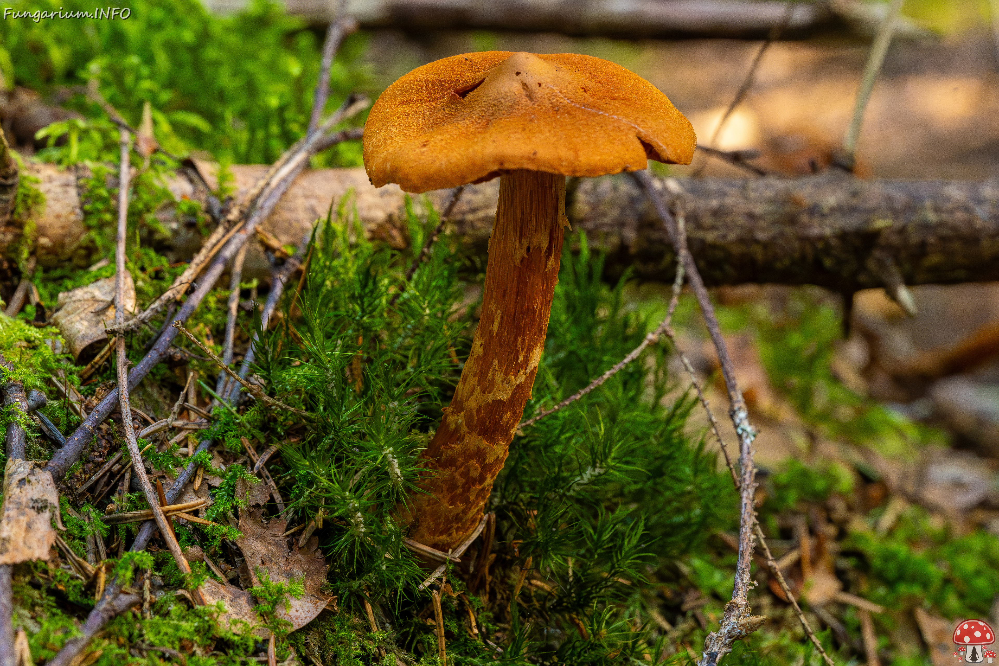 cortinarius-rubellus_1-3 