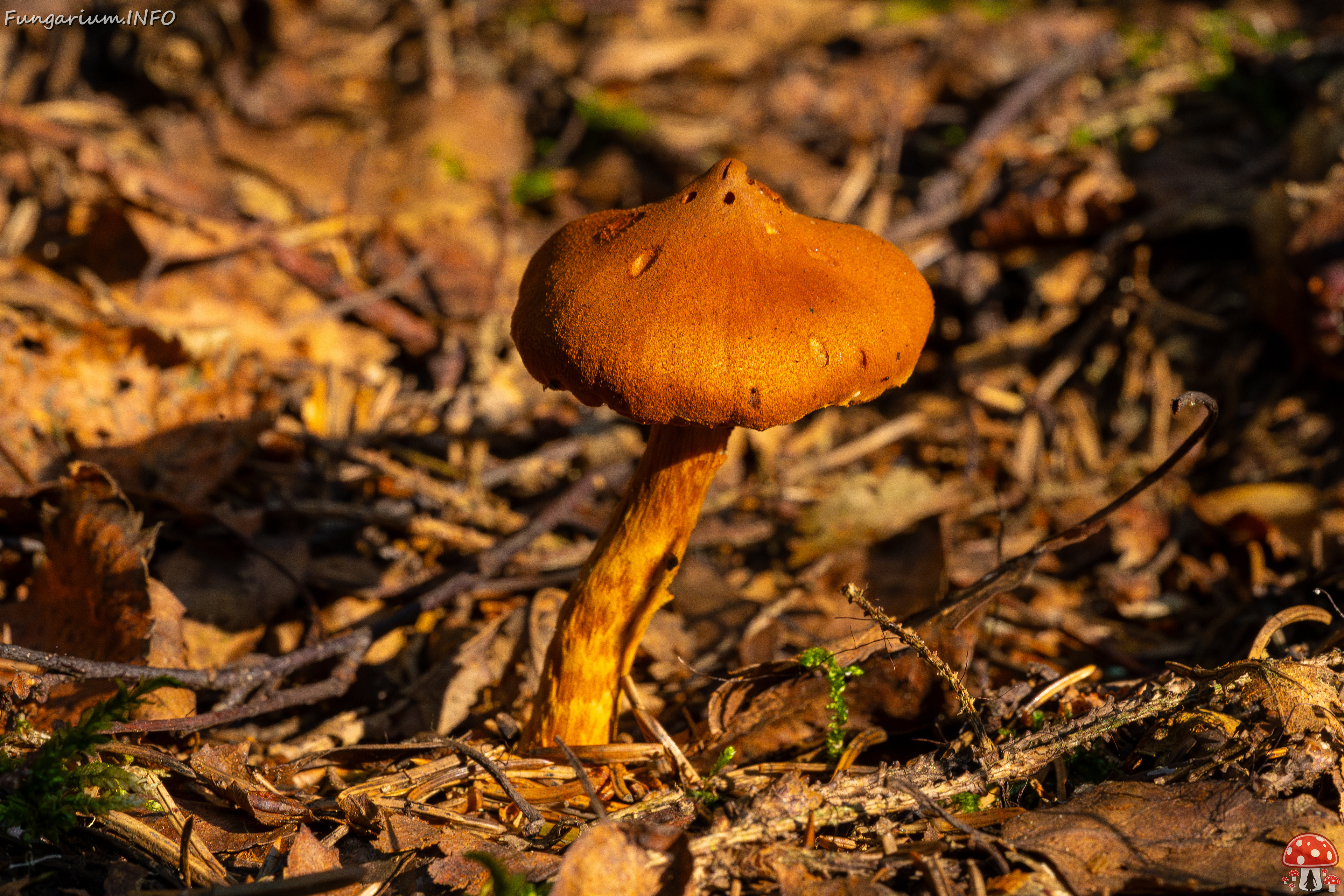 cortinarius-rubellus_1-4 