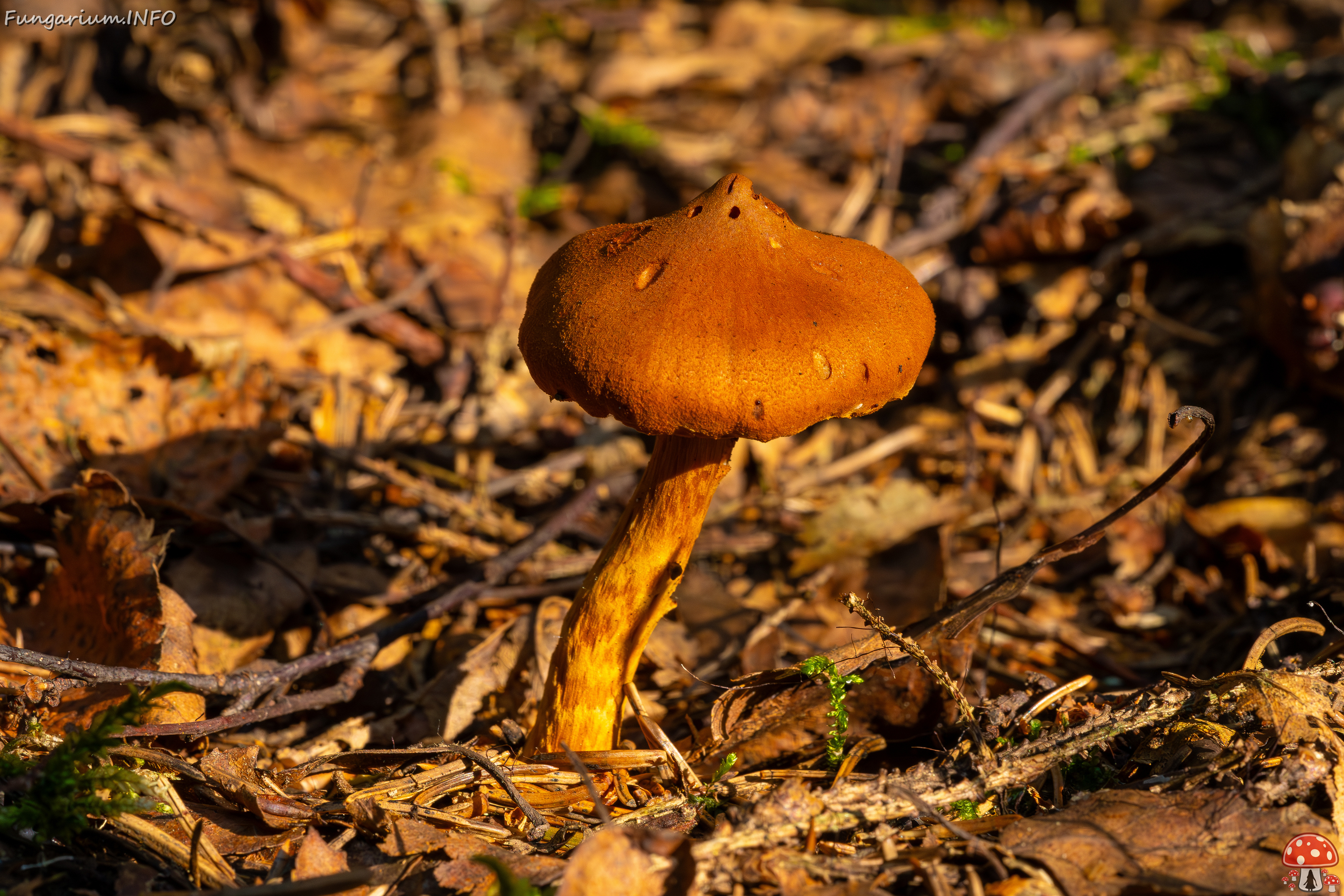 cortinarius-rubellus_1-5 