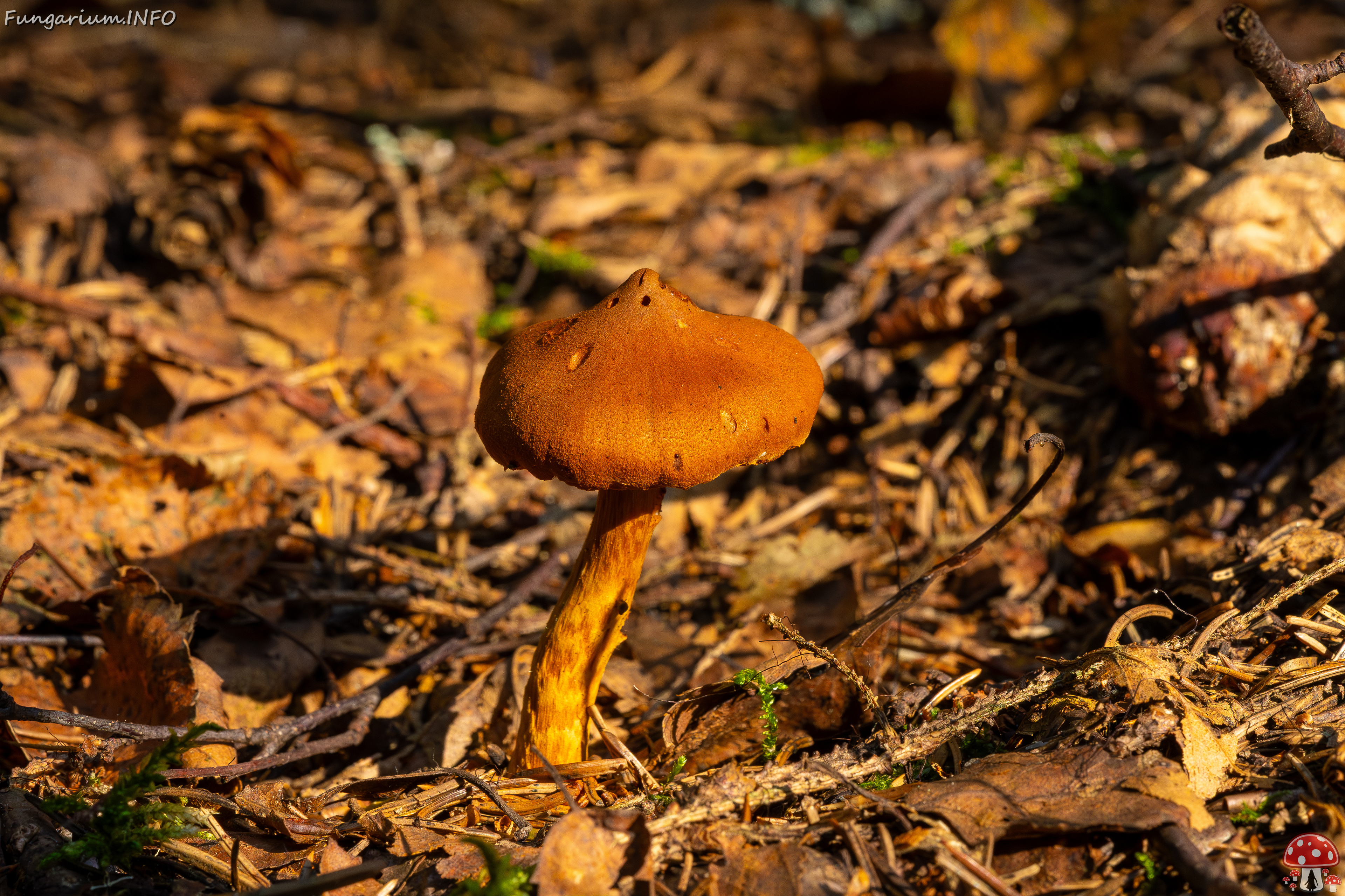 cortinarius-rubellus_1-6 