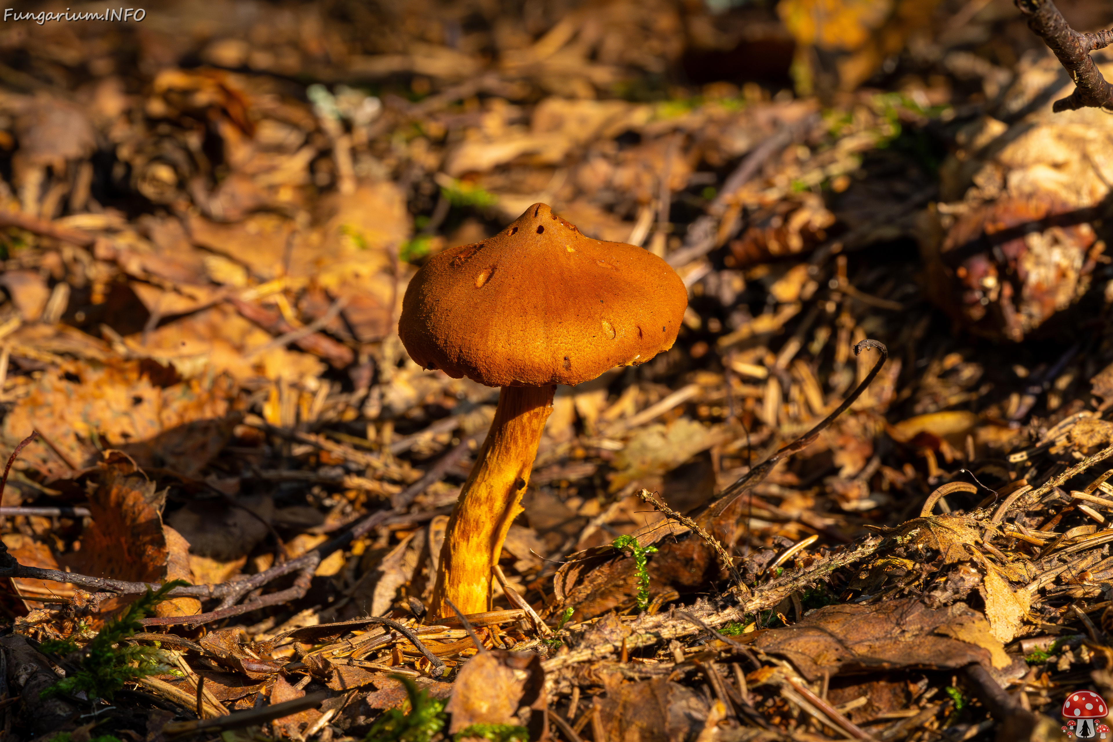 cortinarius-rubellus_1-7 