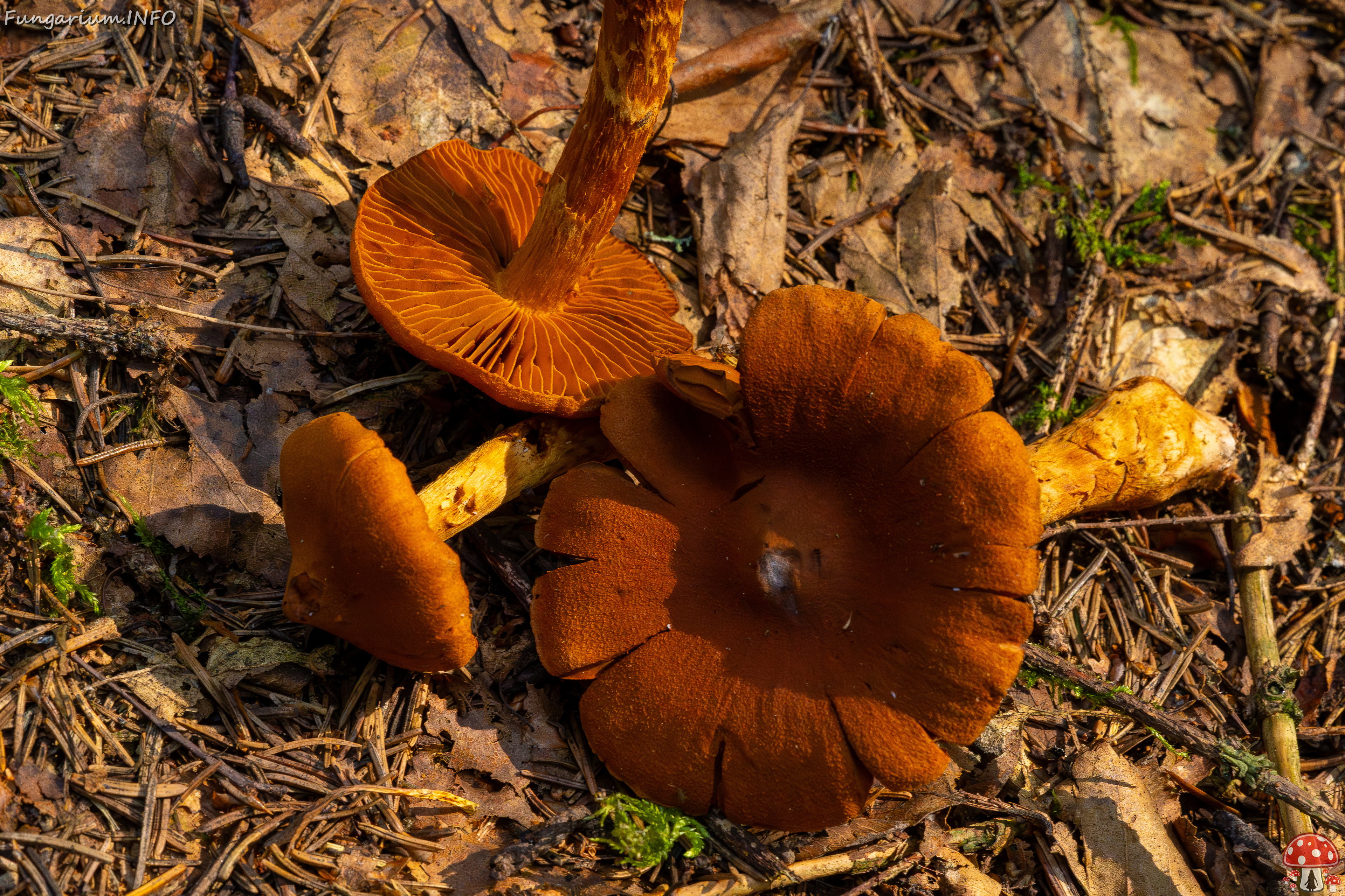 cortinarius-rubellus_1-8 