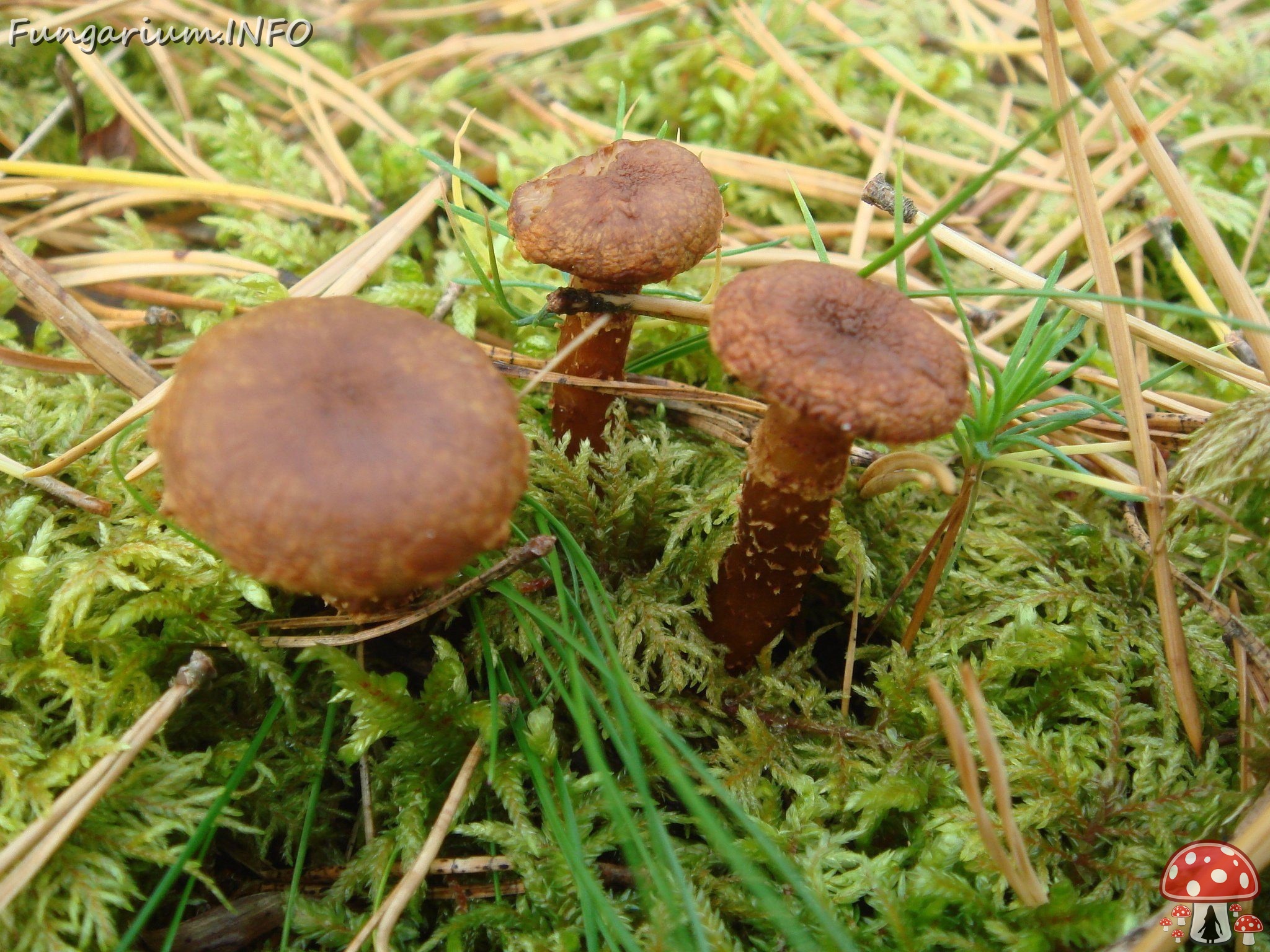 fungi-0001330 