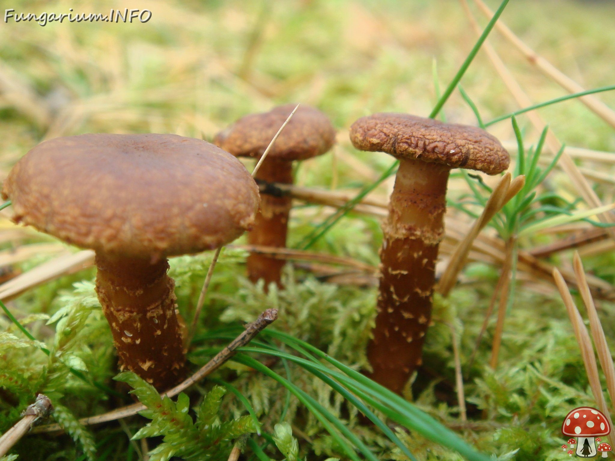 fungi-0001331 