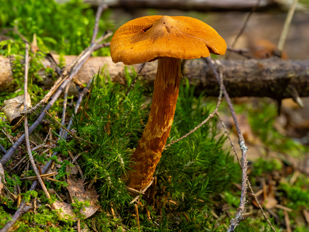 cortinarius-rubellus_1-1