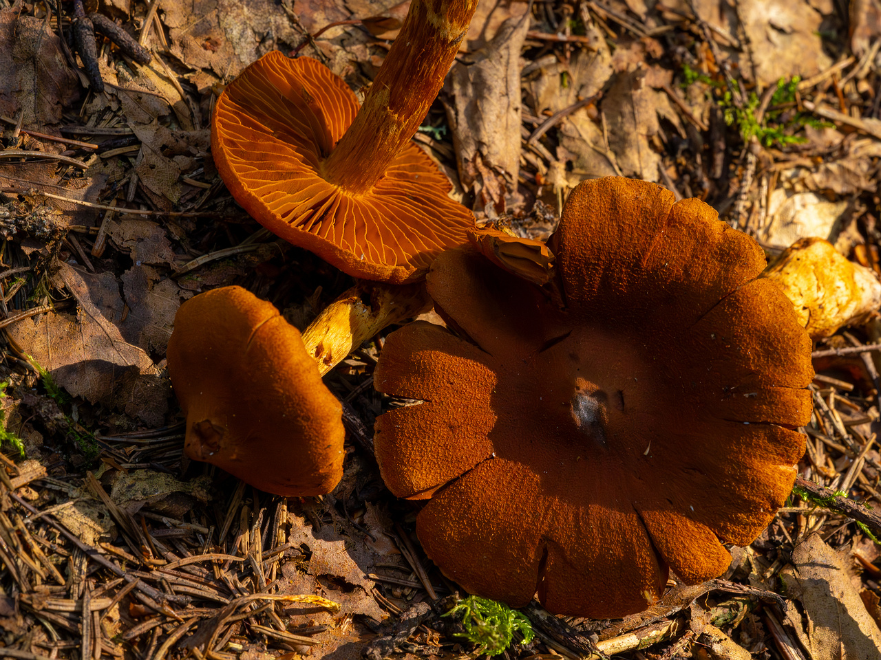 cortinarius-rubellus_1-10