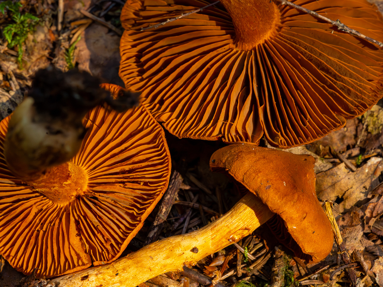 cortinarius-rubellus_1-11