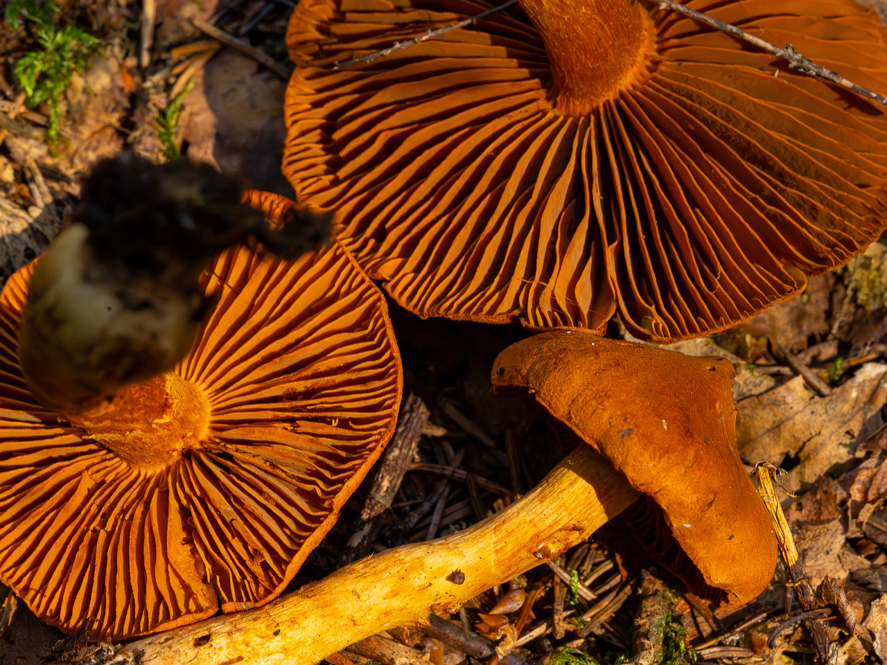 cortinarius-rubellus_1-12