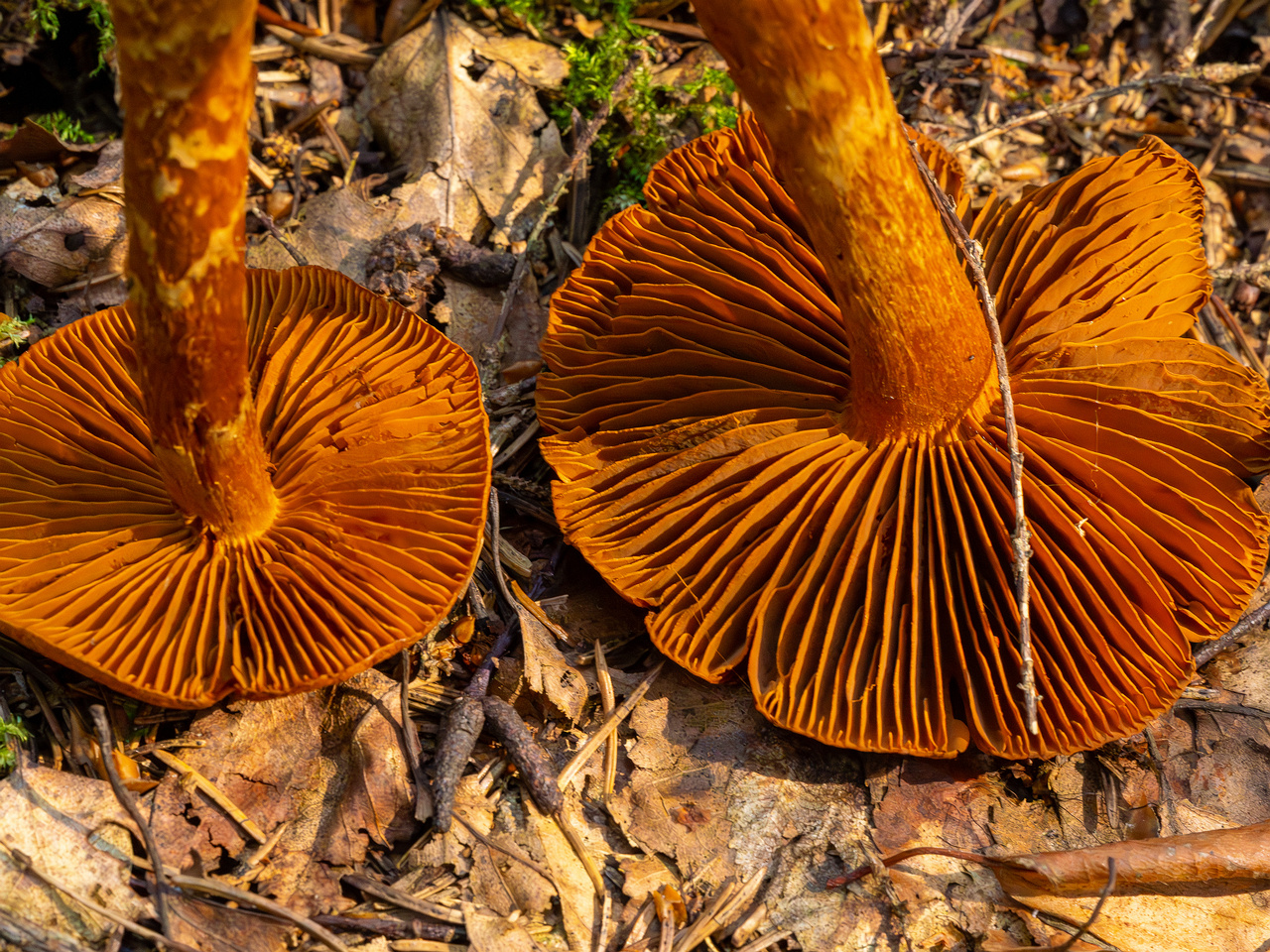 cortinarius-rubellus_1-14