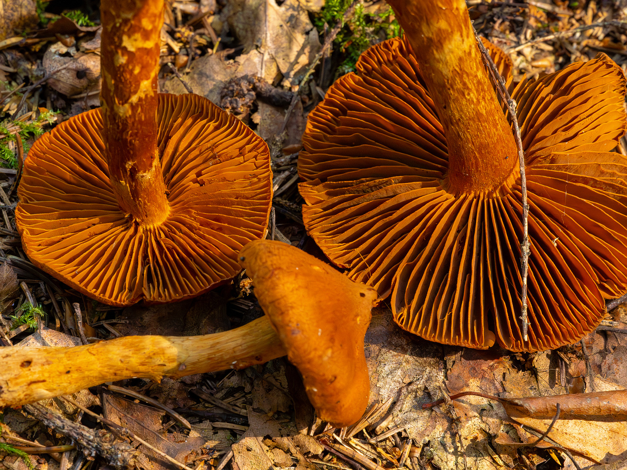 cortinarius-rubellus_1-15