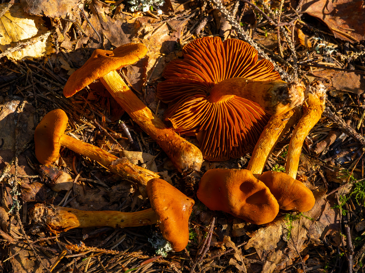 cortinarius-rubellus_1-17