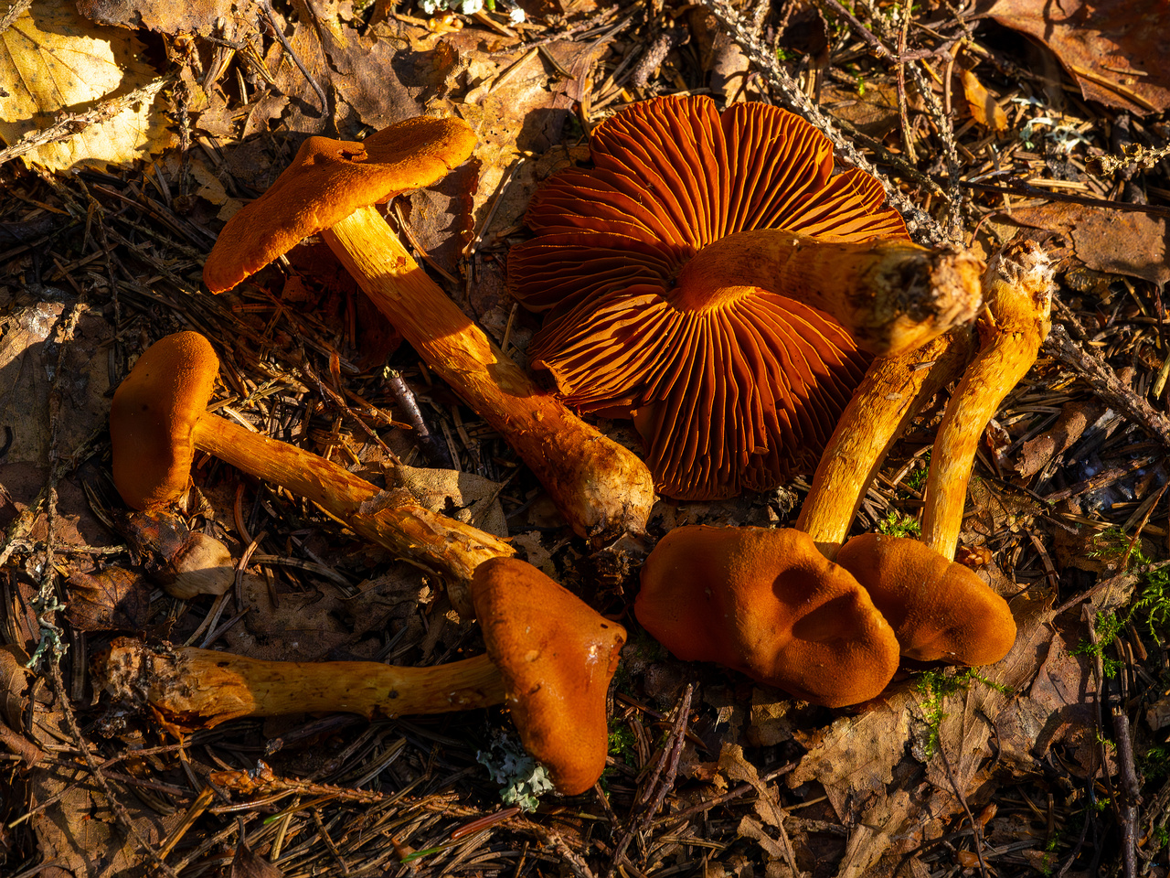 cortinarius-rubellus_1-18