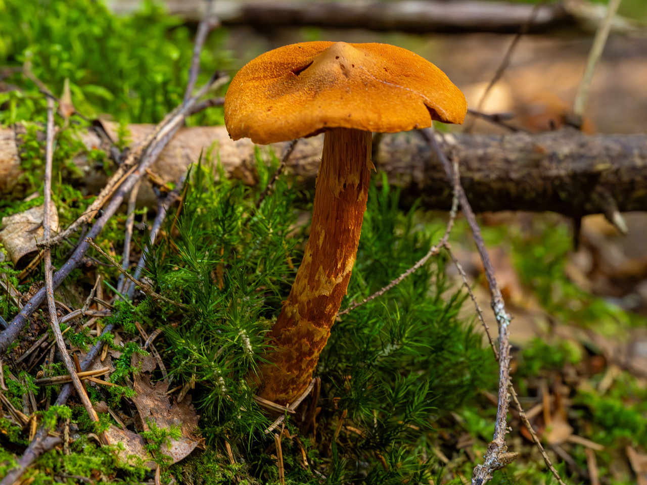 cortinarius-rubellus_1-2