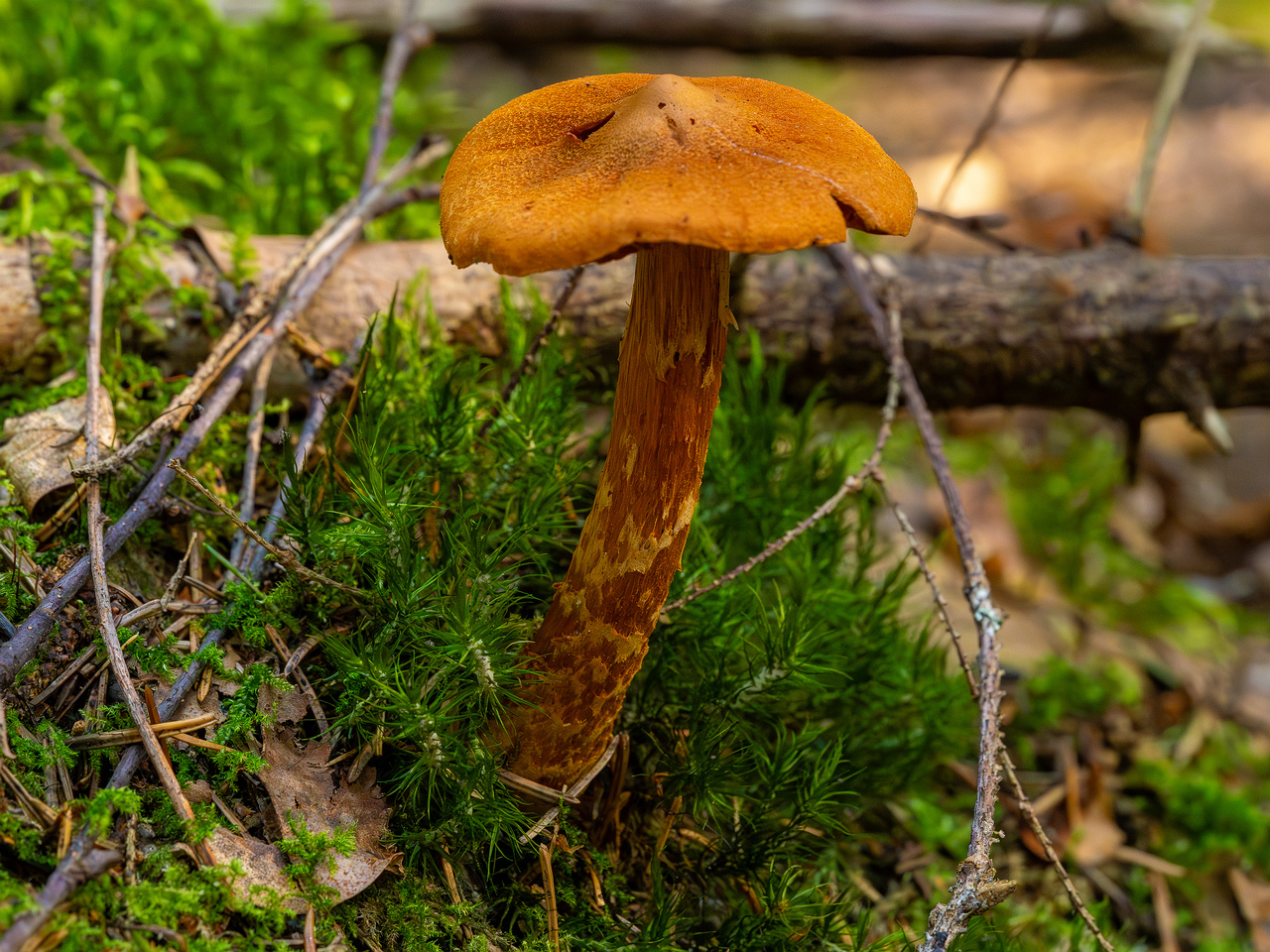 cortinarius-rubellus_1-3