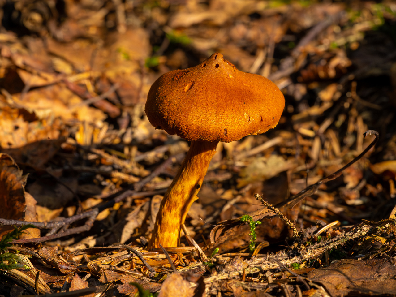 cortinarius-rubellus_1-4