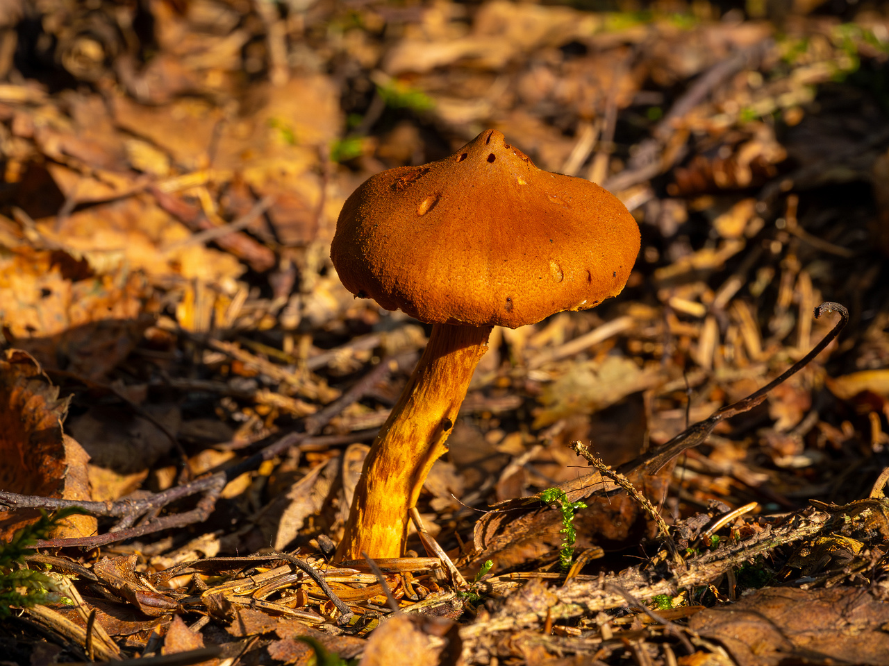 cortinarius-rubellus_1-5