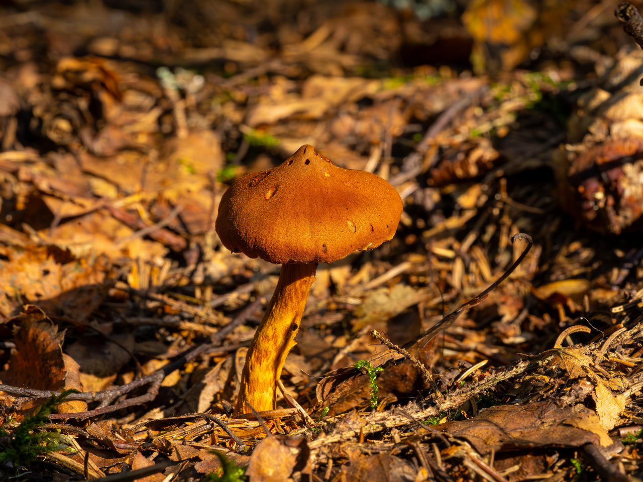 cortinarius-rubellus_1-6