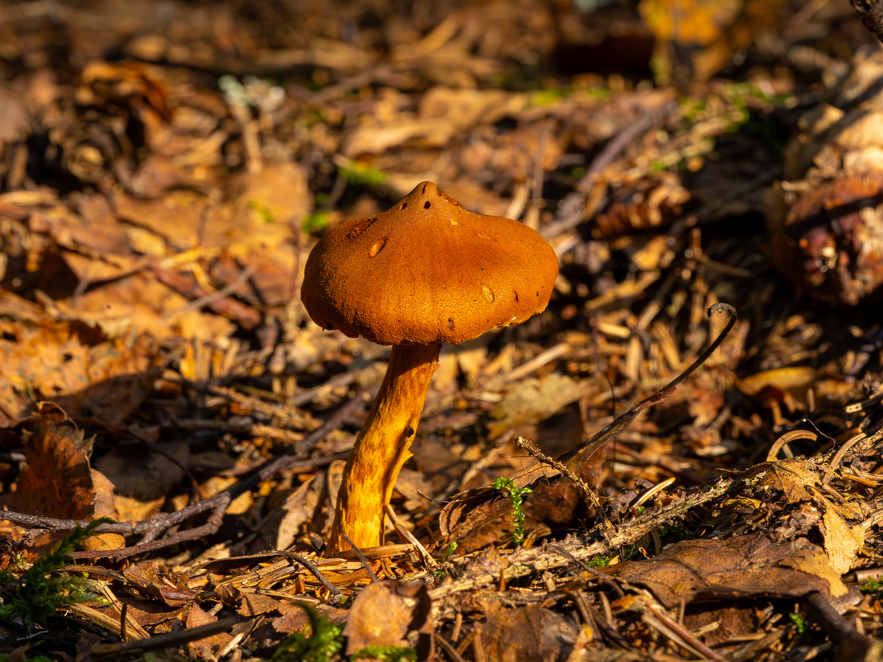 cortinarius-rubellus_1-7