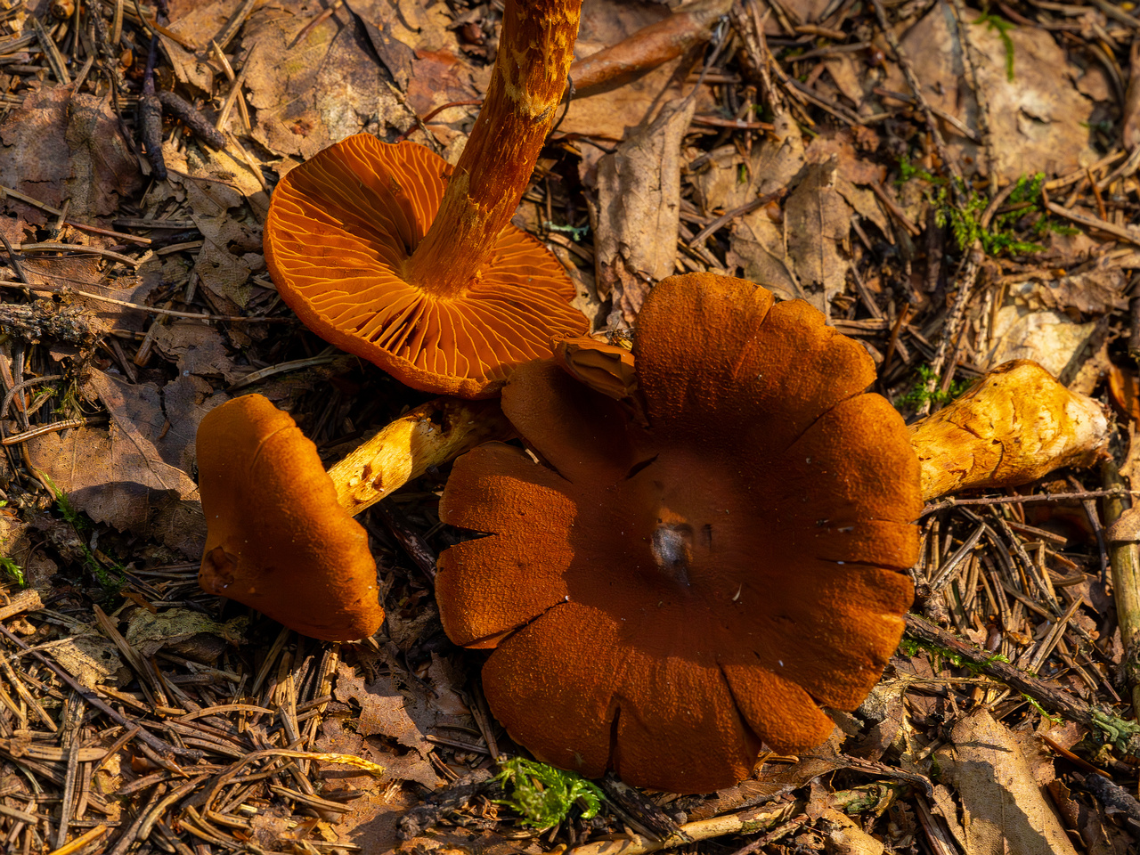 cortinarius-rubellus_1-8