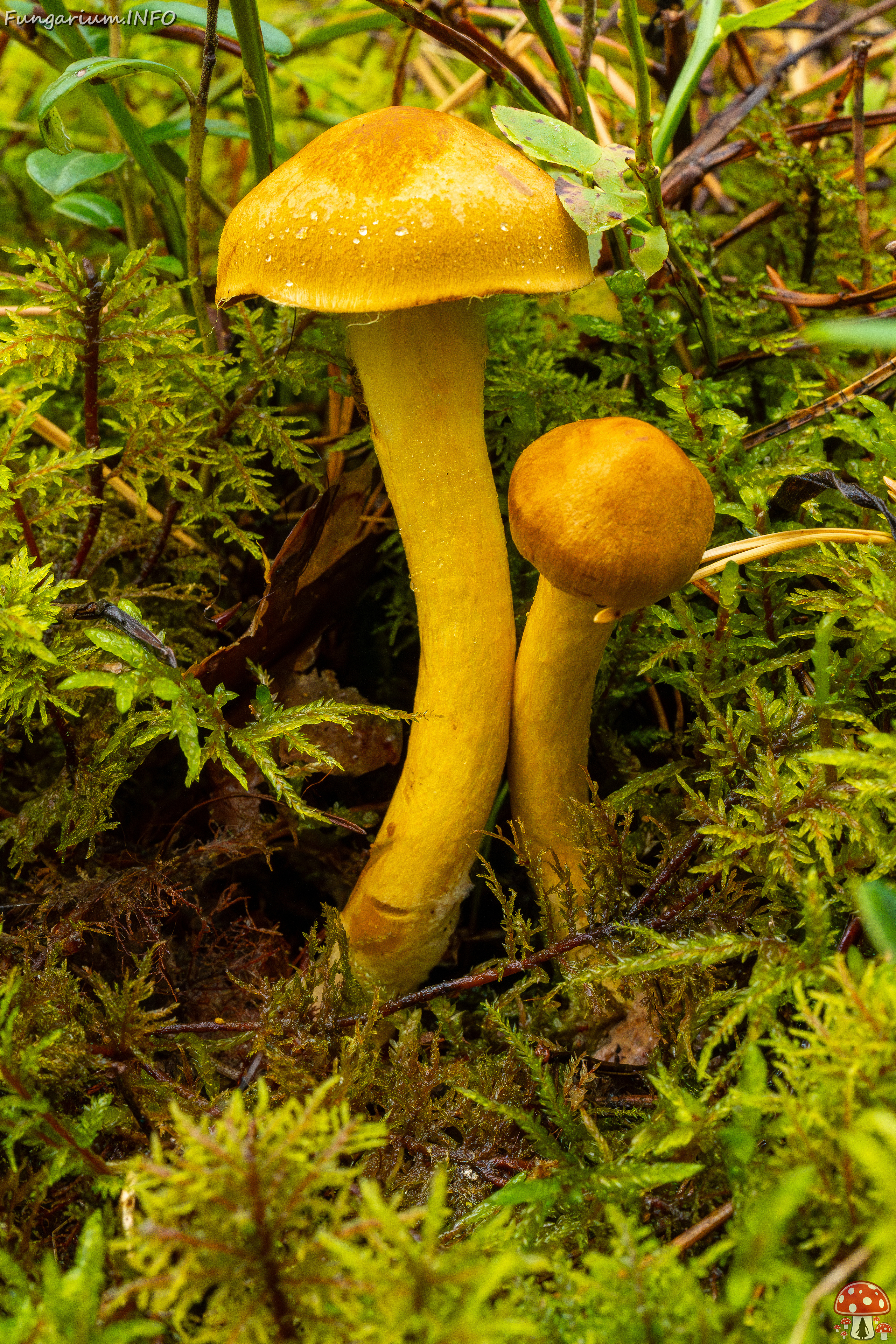 cortinarius-semisanguineus_1-1 