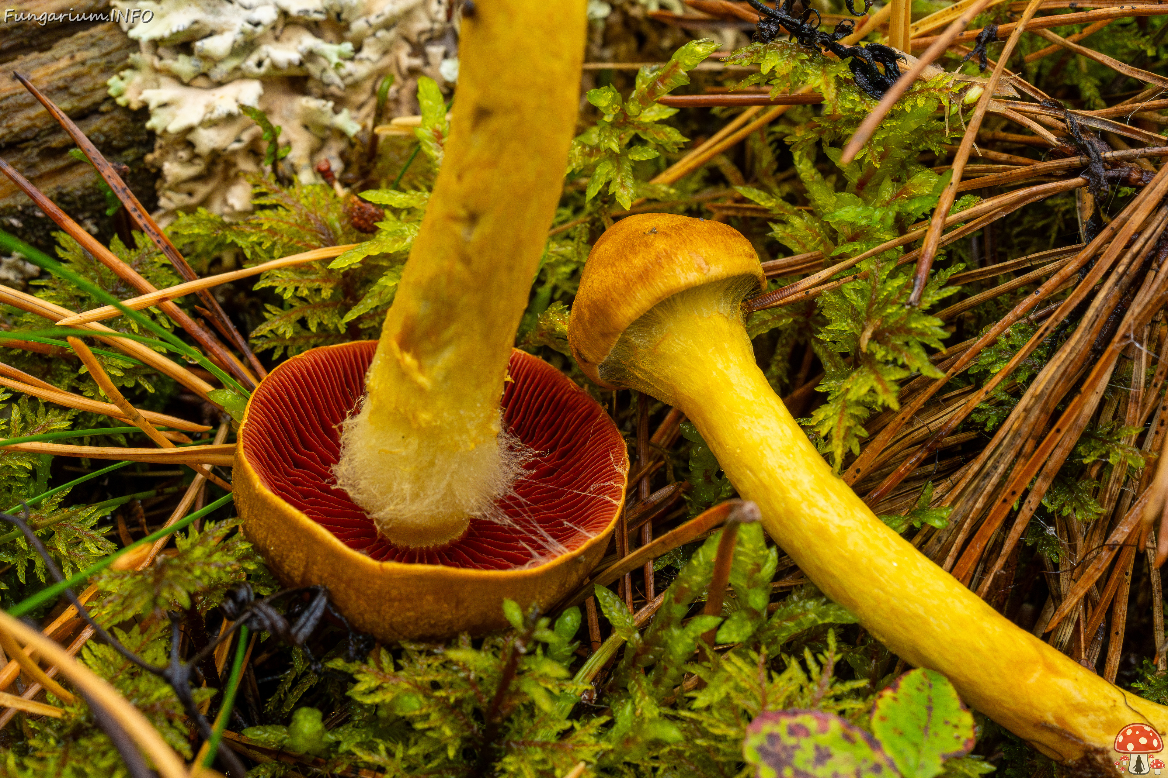 cortinarius-semisanguineus_1-10 