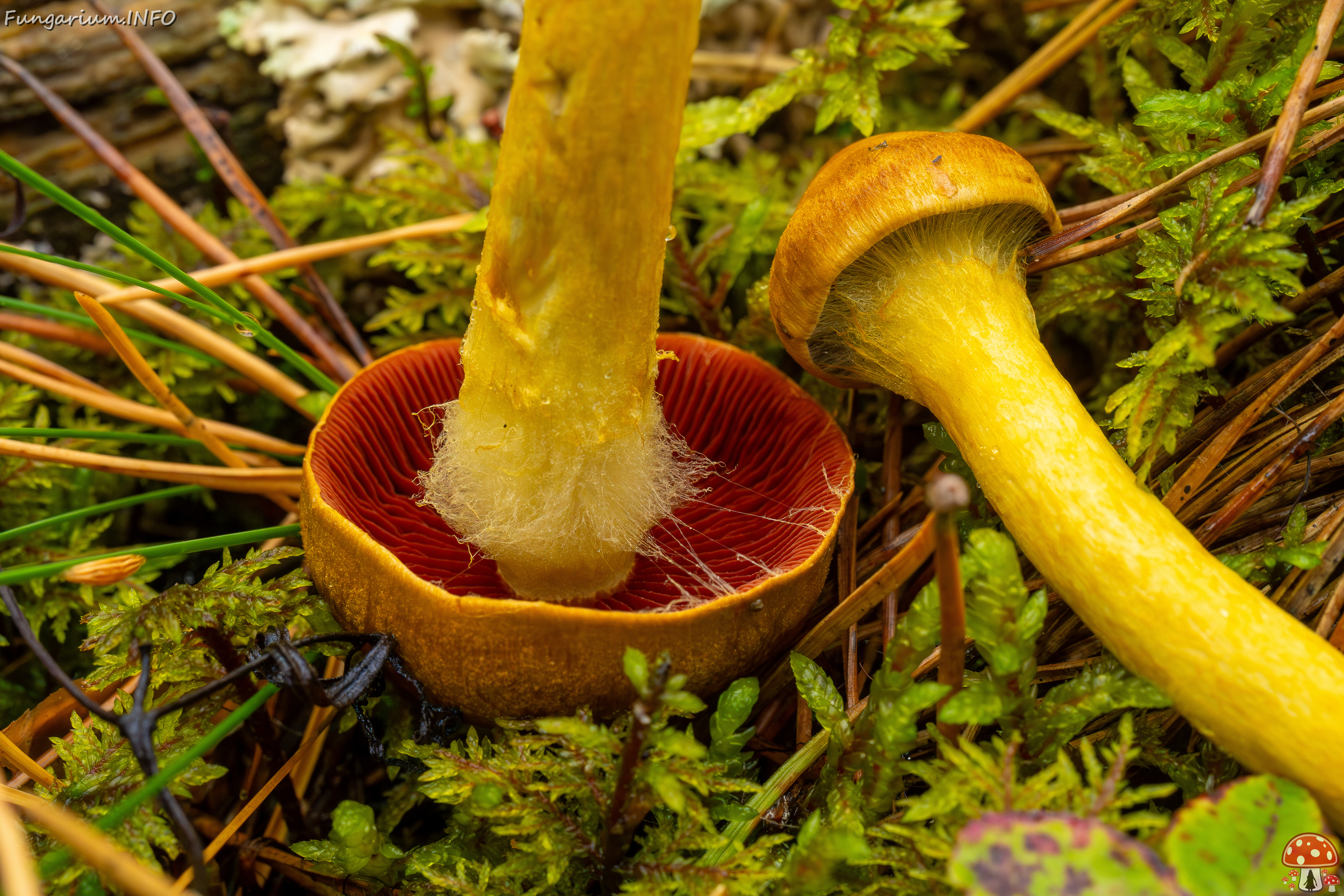 cortinarius-semisanguineus_1-13 