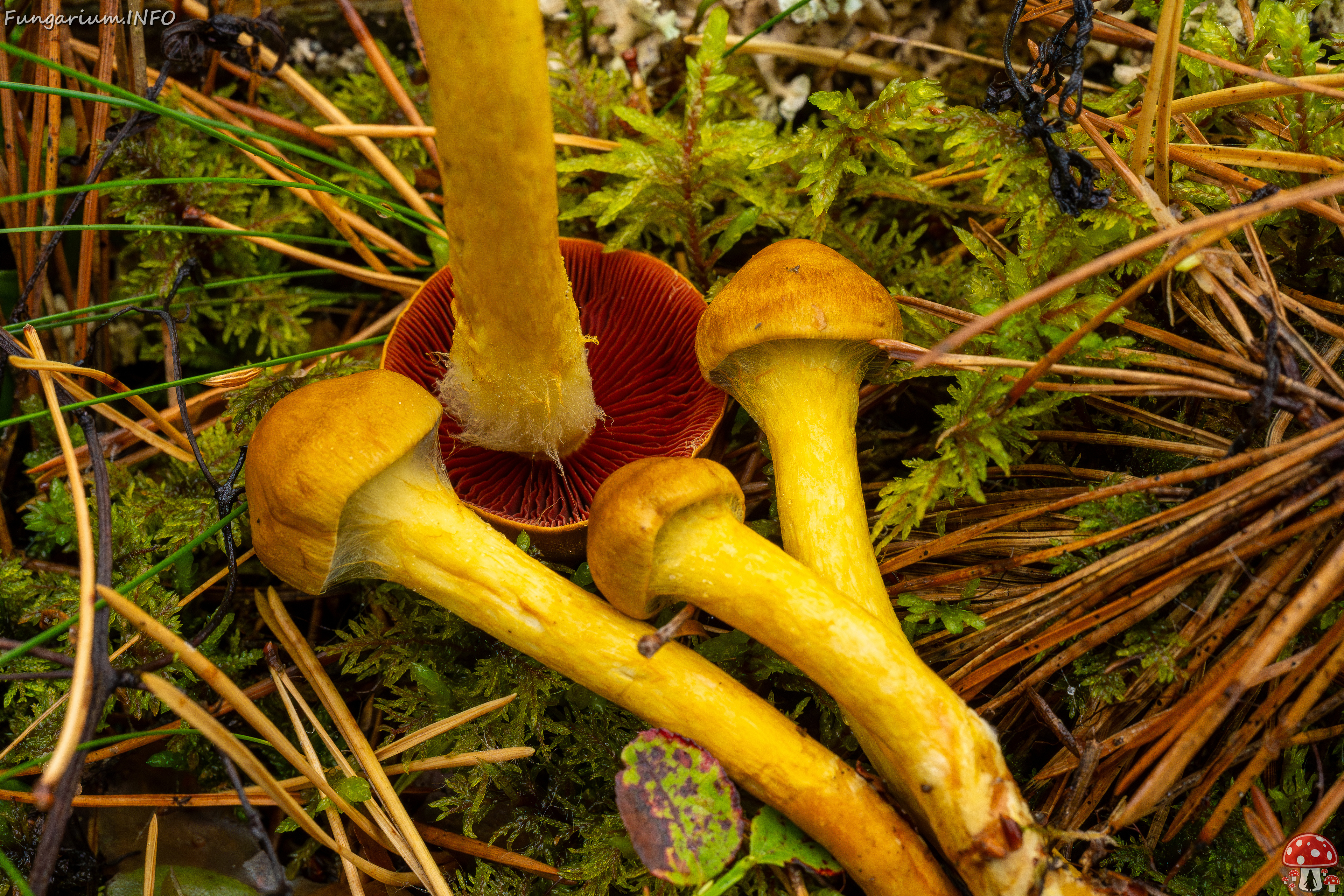 cortinarius-semisanguineus_1-15 