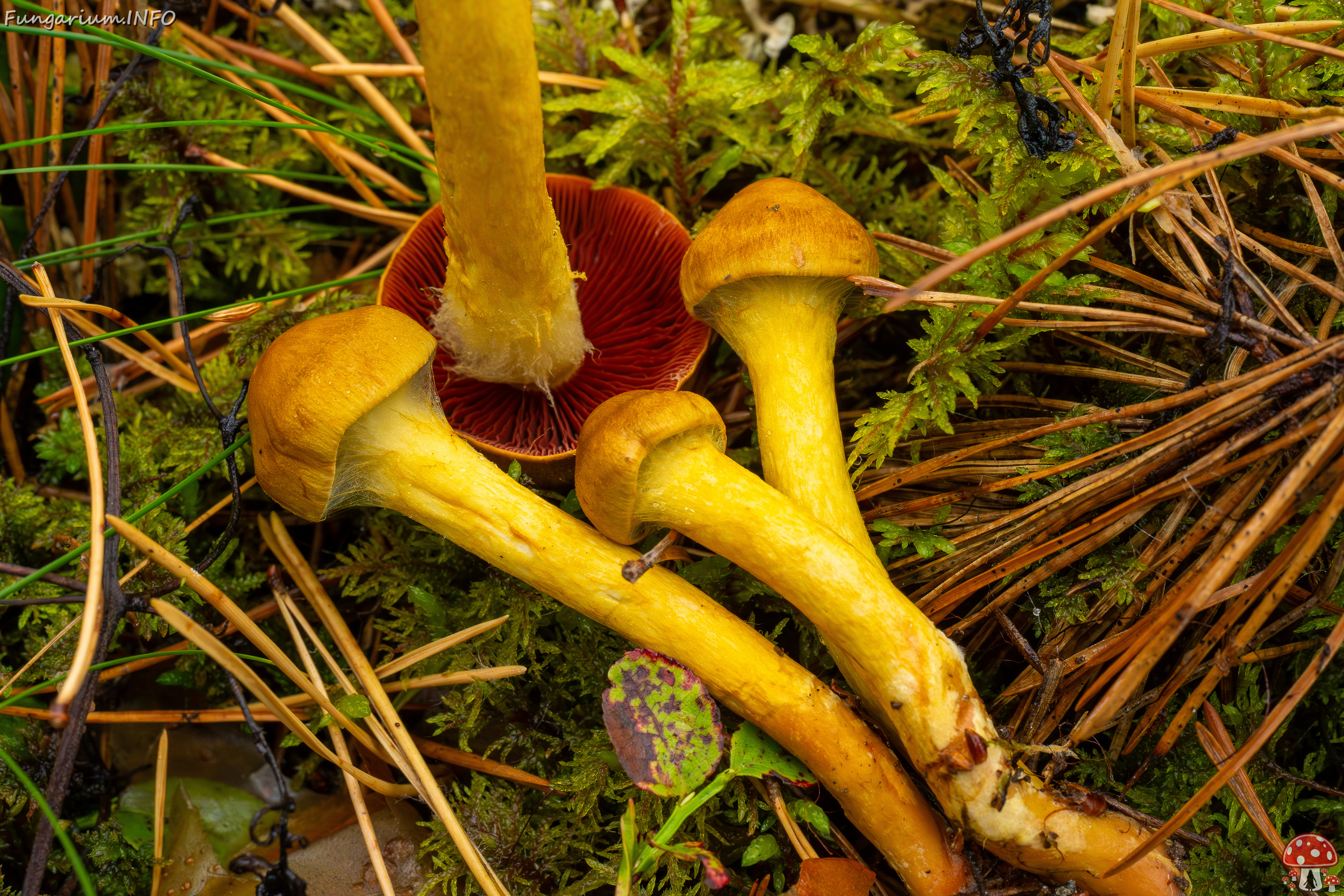 cortinarius-semisanguineus_1-16 