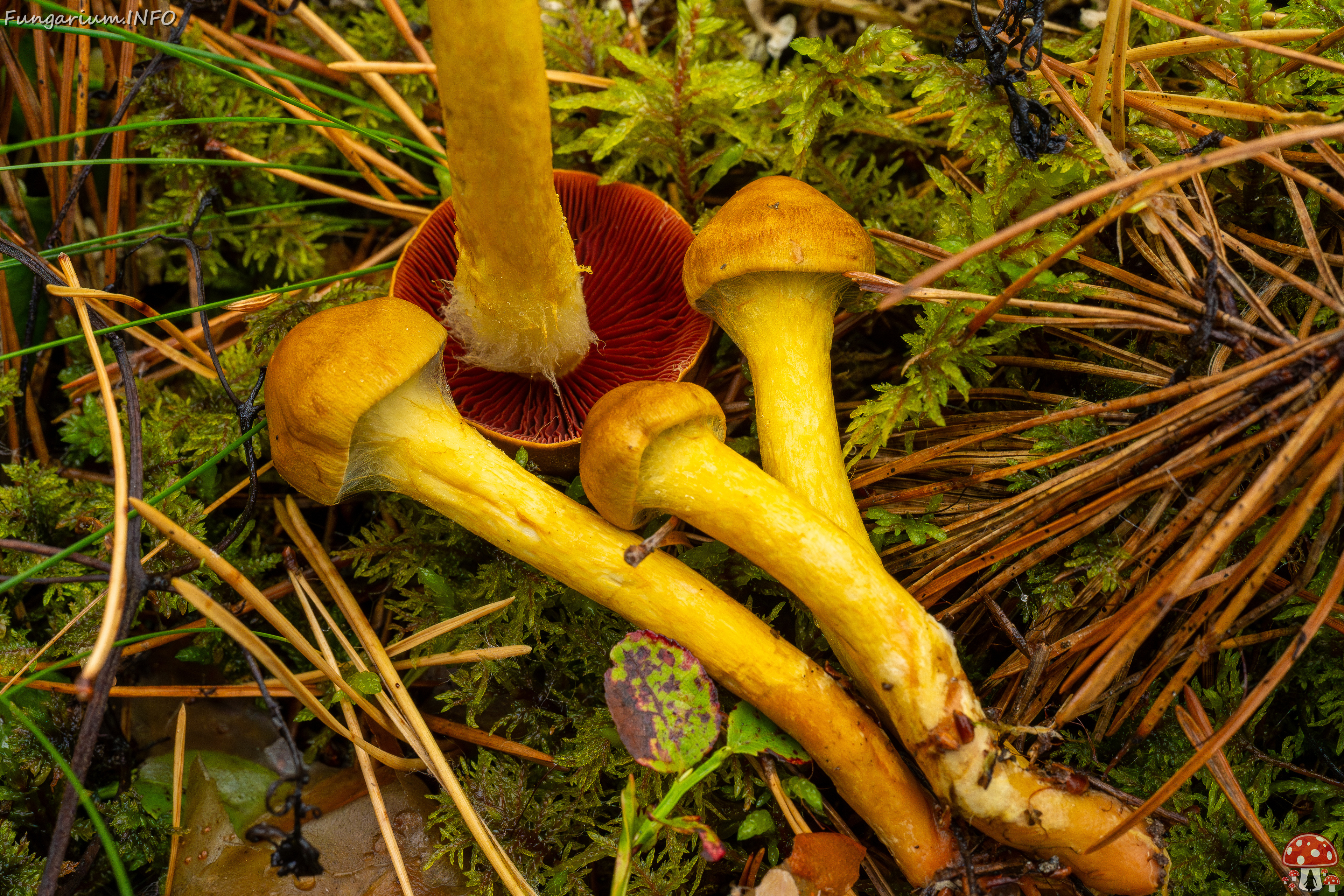 cortinarius-semisanguineus_1-18 