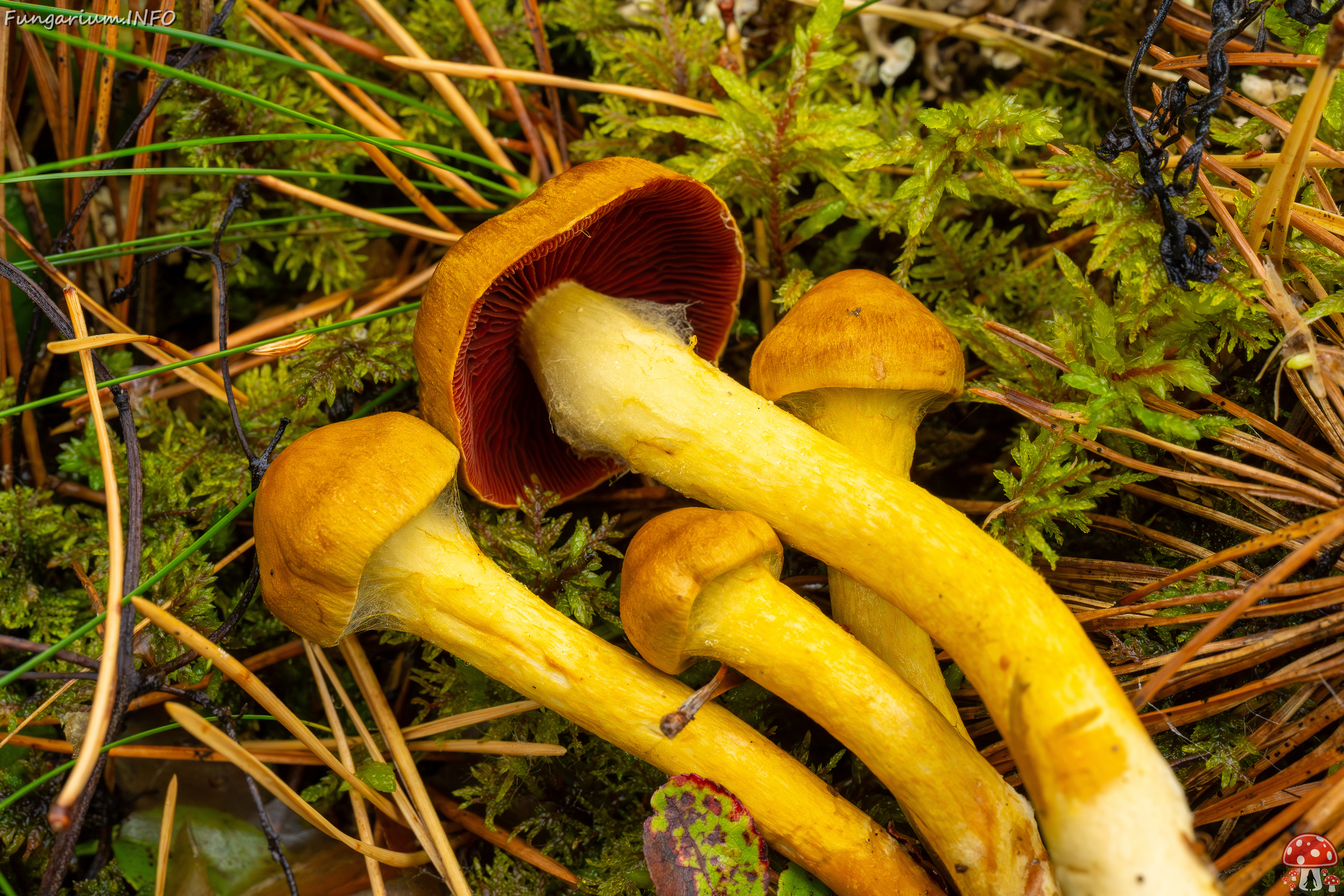 cortinarius-semisanguineus_1-19 