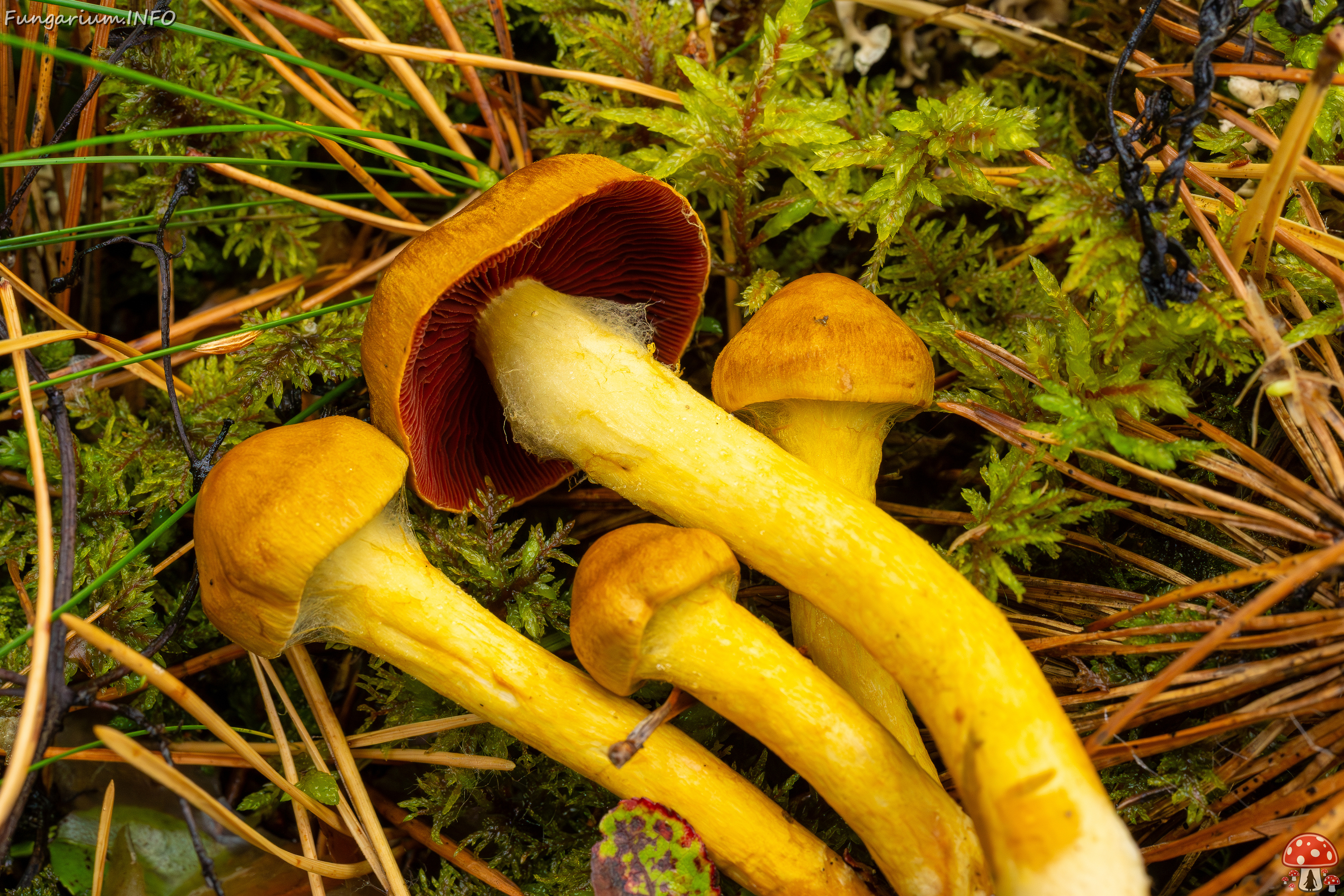 cortinarius-semisanguineus_1-21 