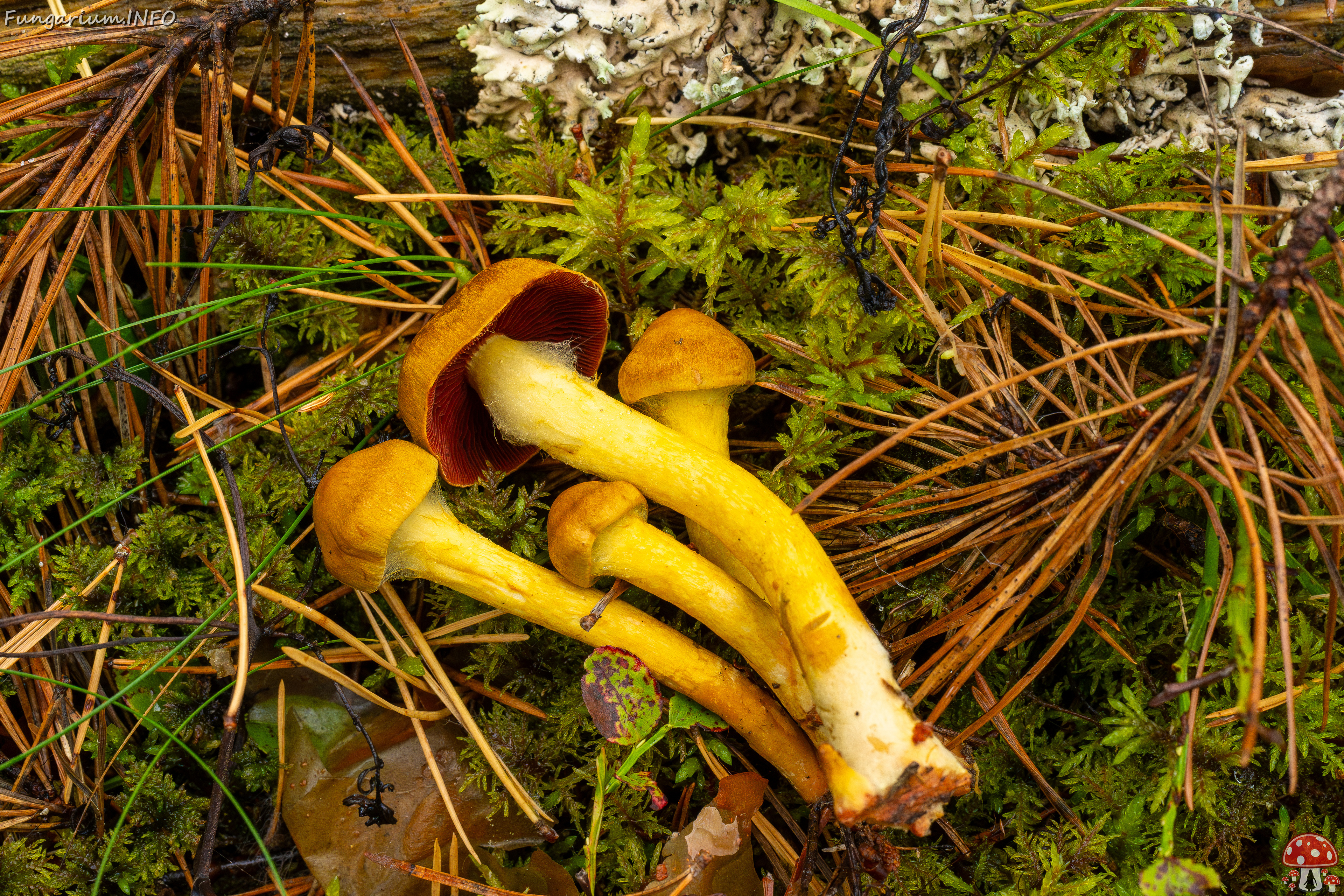 cortinarius-semisanguineus_1-22 