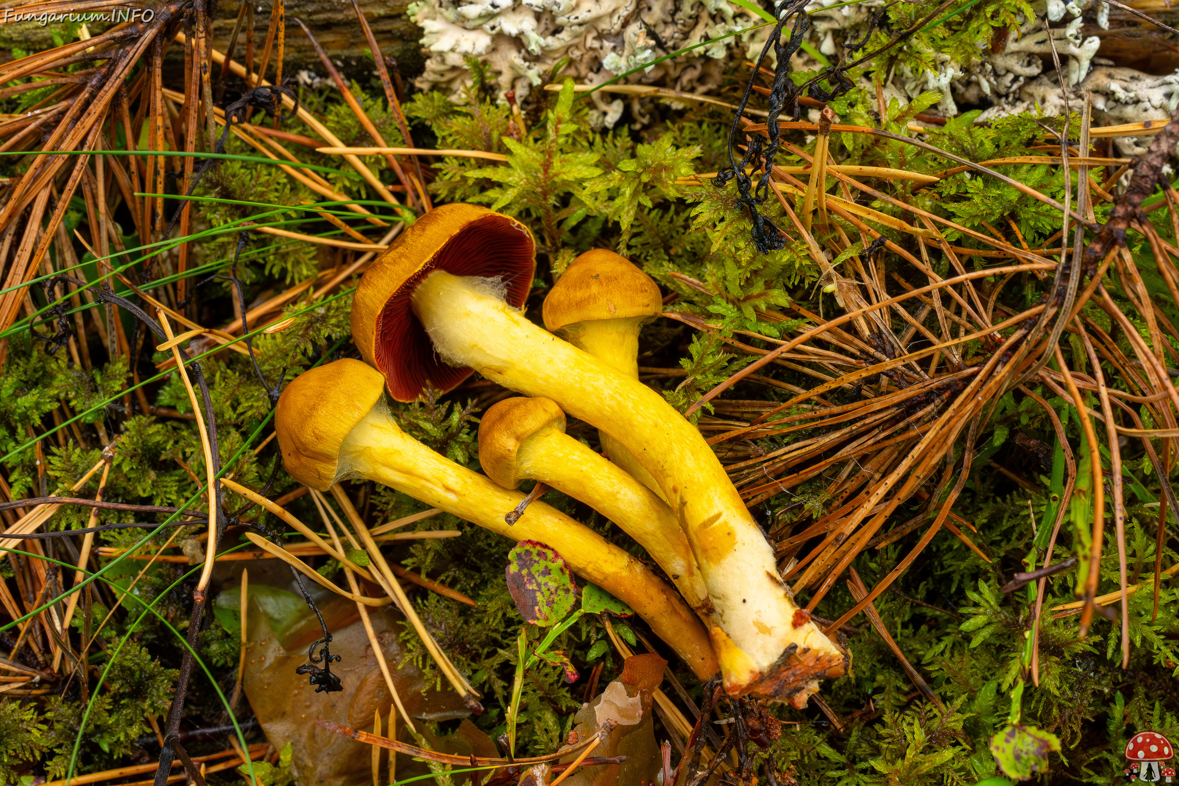 cortinarius-semisanguineus_1-23 