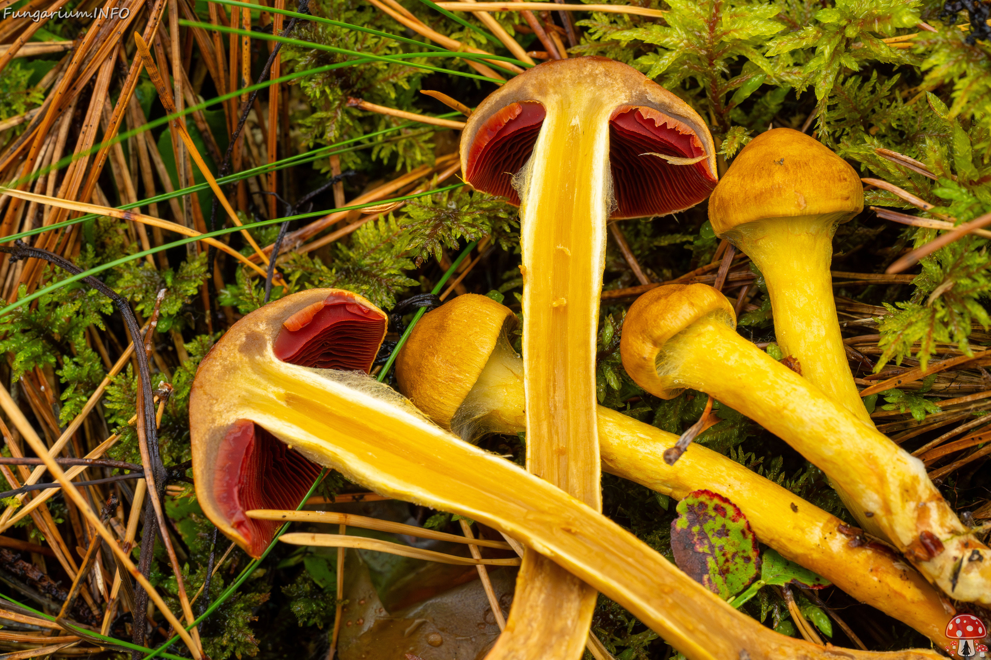 cortinarius-semisanguineus_1-25 