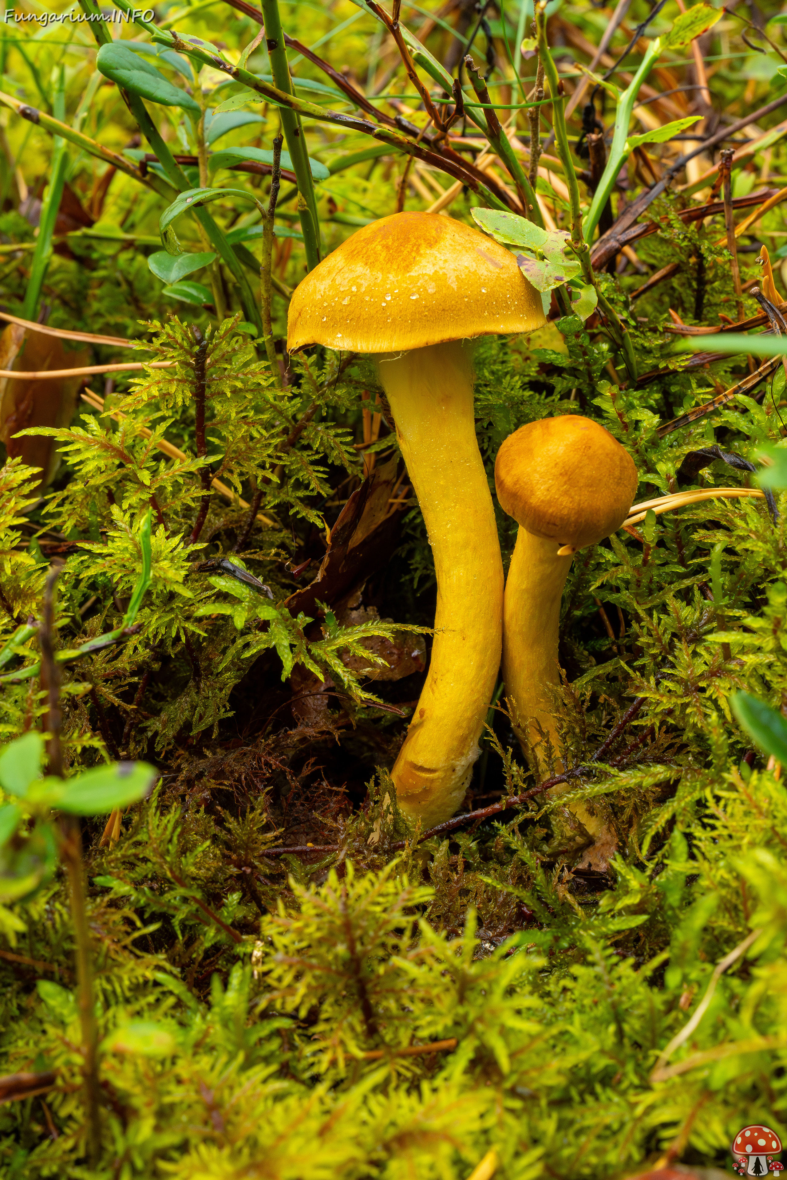 cortinarius-semisanguineus_1-3 