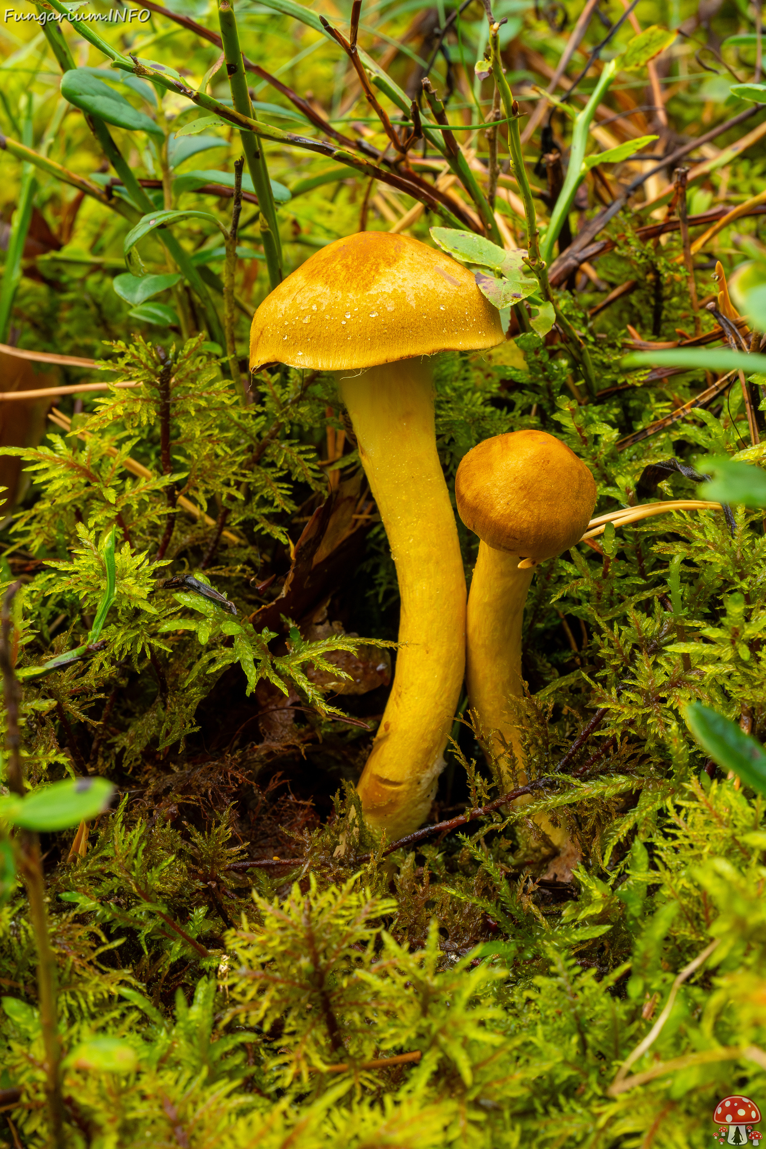 cortinarius-semisanguineus_1-4 