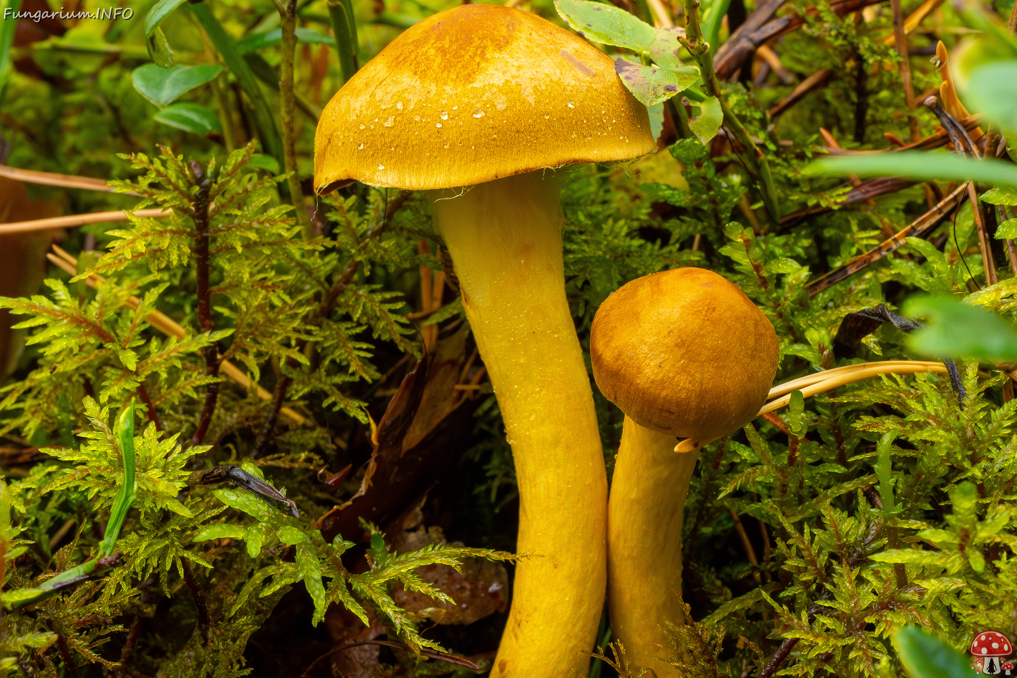 cortinarius-semisanguineus_1-5 