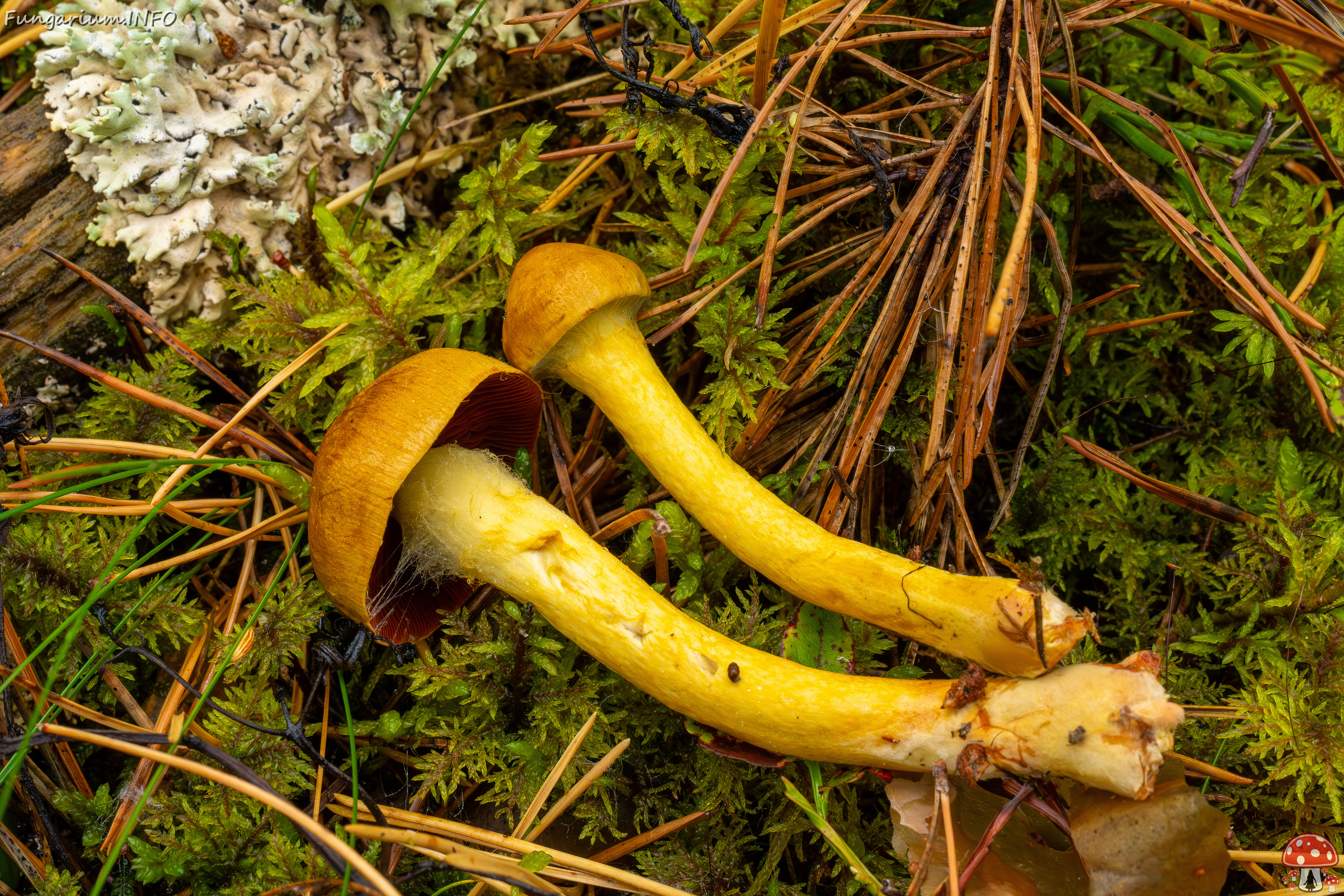 cortinarius-semisanguineus_1-6 