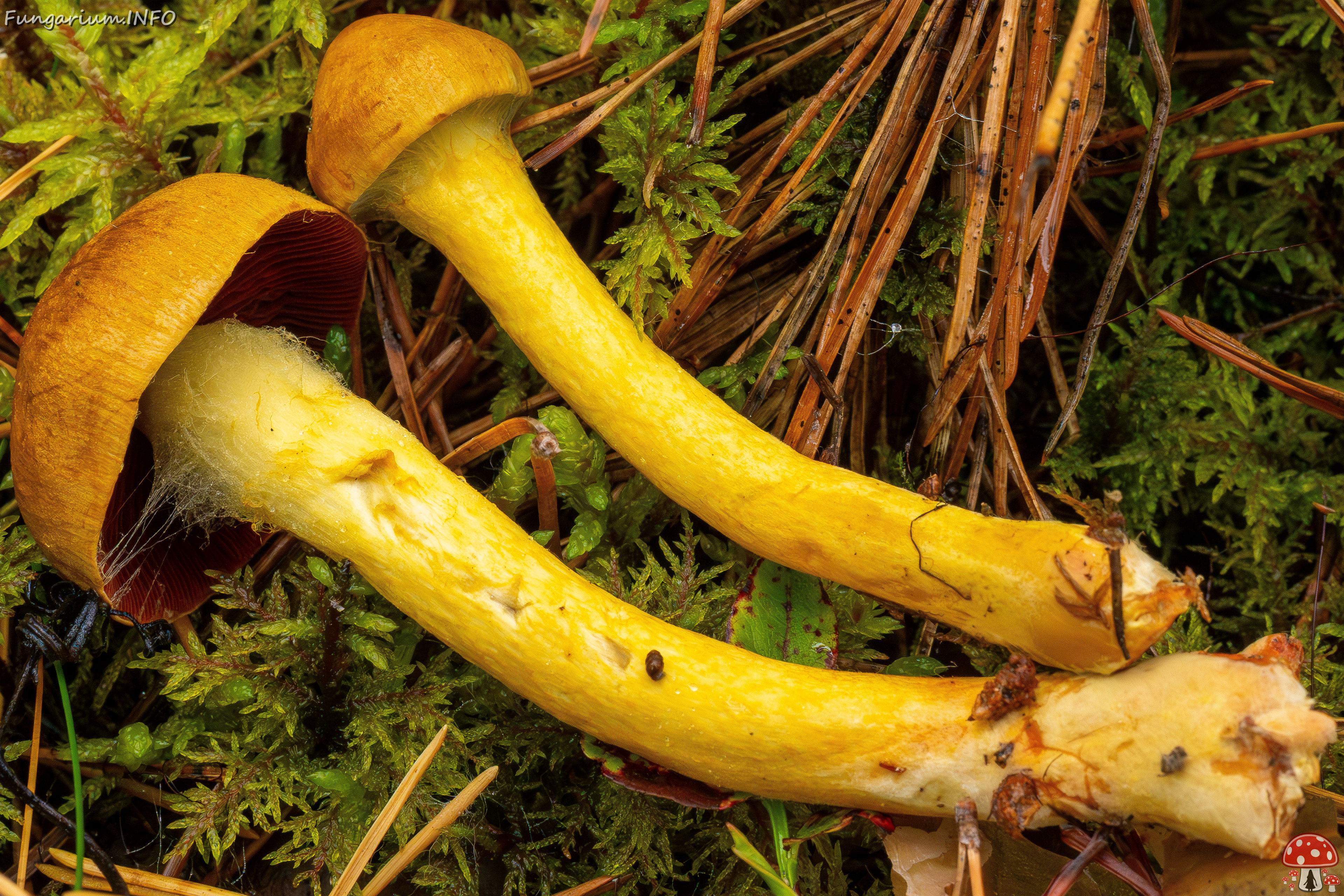 cortinarius-semisanguineus_1-7 