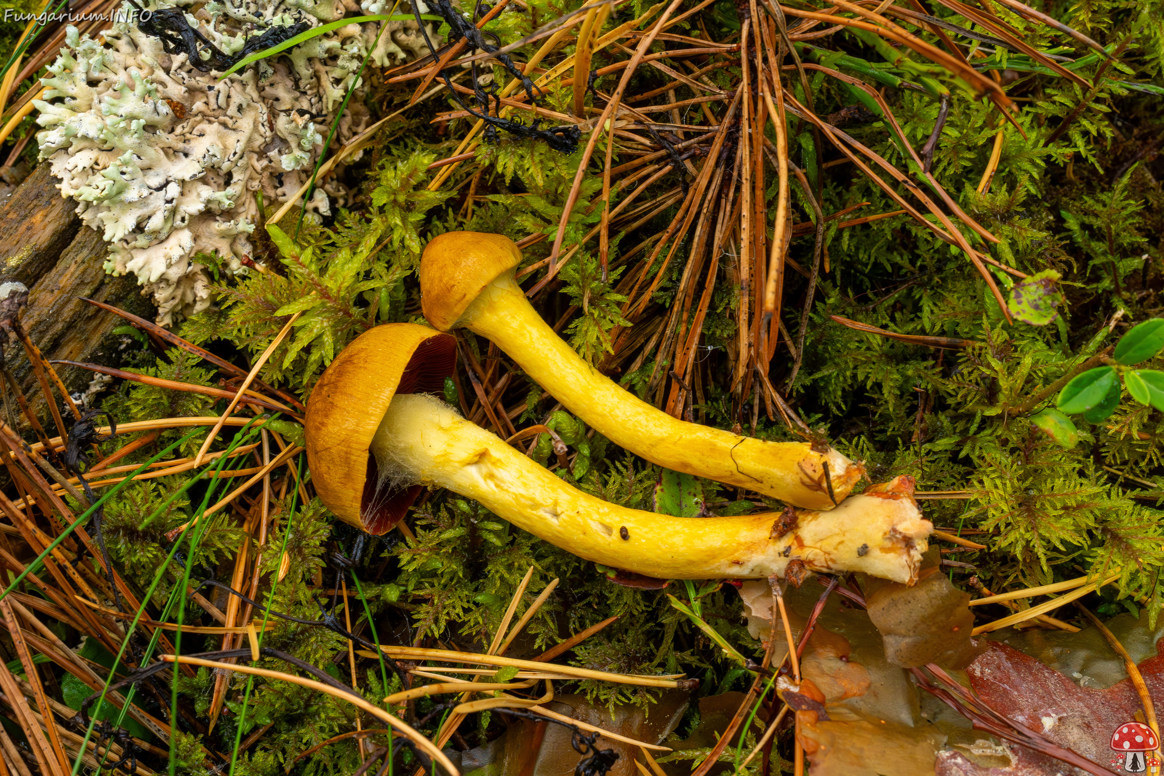 cortinarius-semisanguineus_1-8 