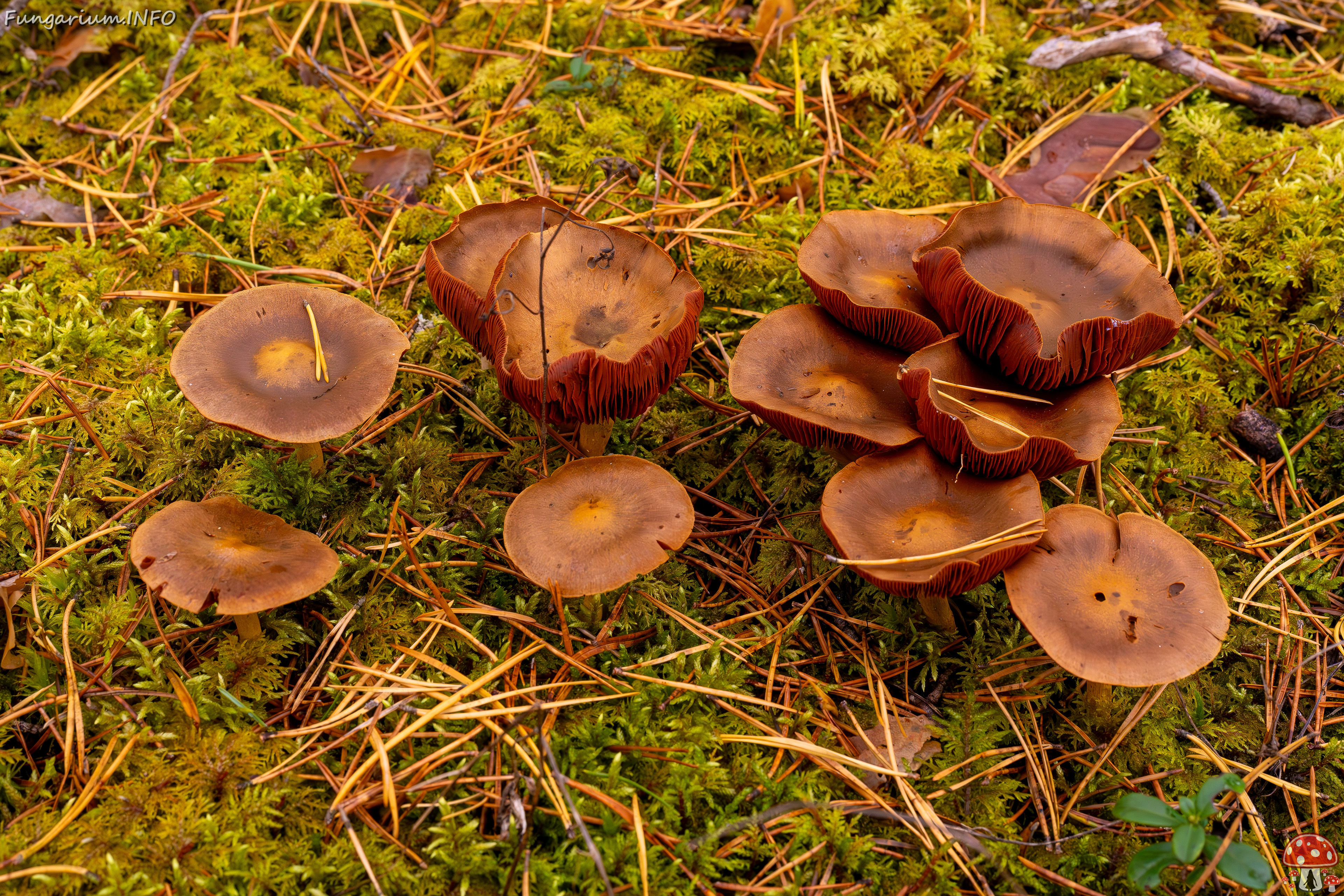 cortinarius-semisanguineus_2024-10-12_1-1 