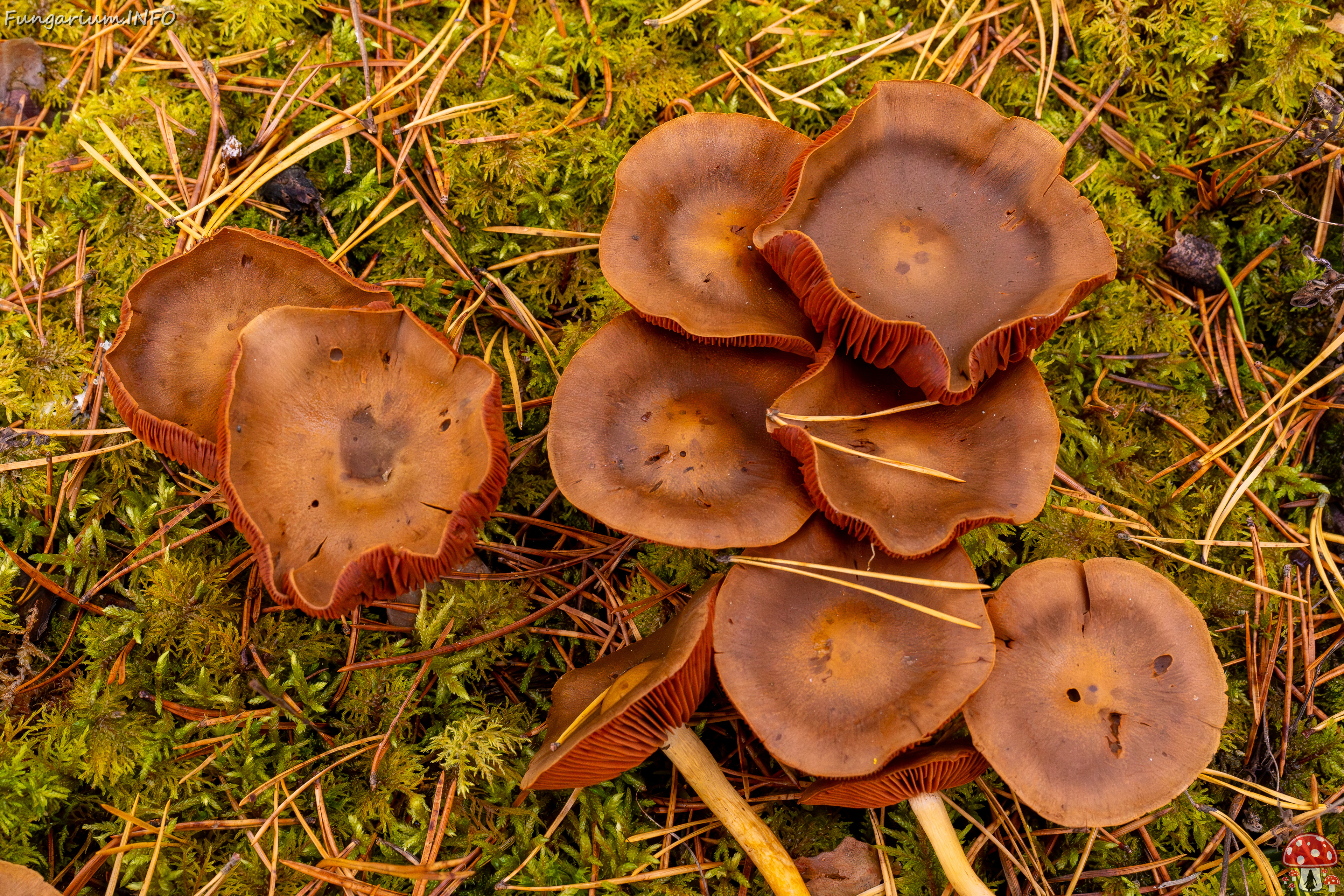 cortinarius-semisanguineus_2024-10-12_1-10 