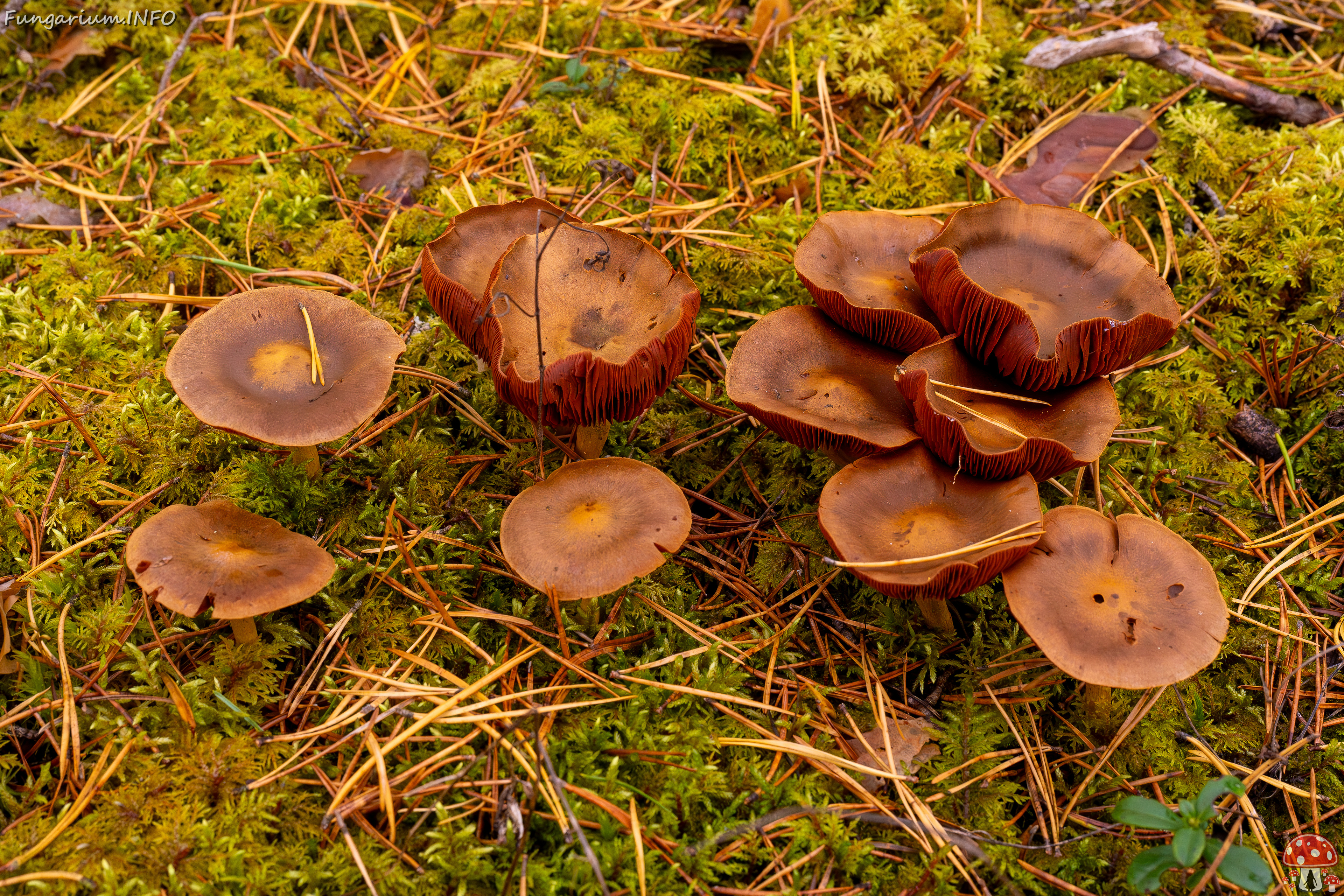 cortinarius-semisanguineus_2024-10-12_1-2 