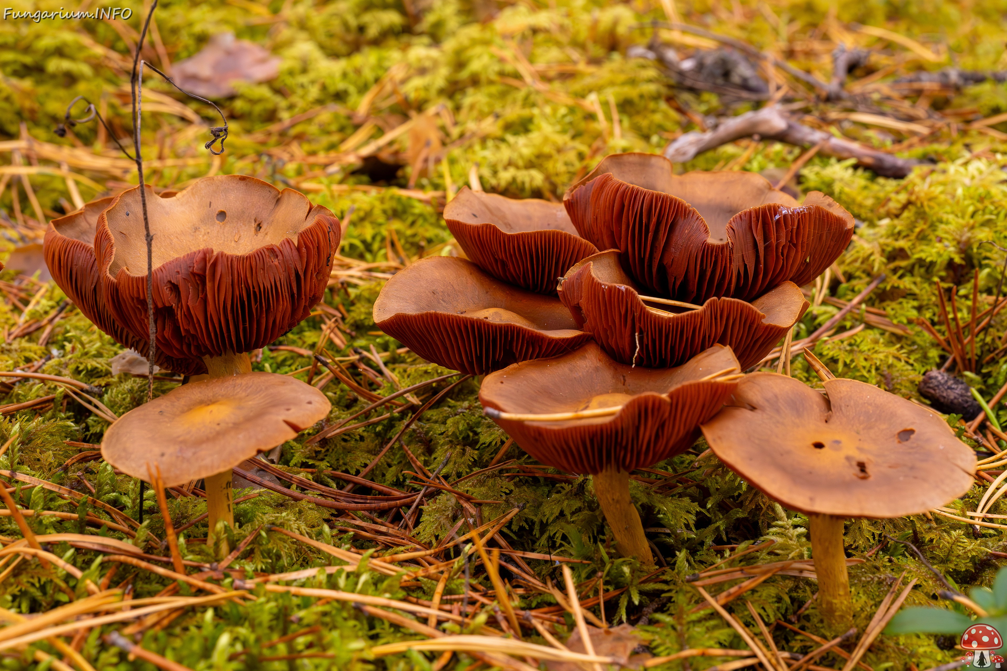 cortinarius-semisanguineus_2024-10-12_1-3 
