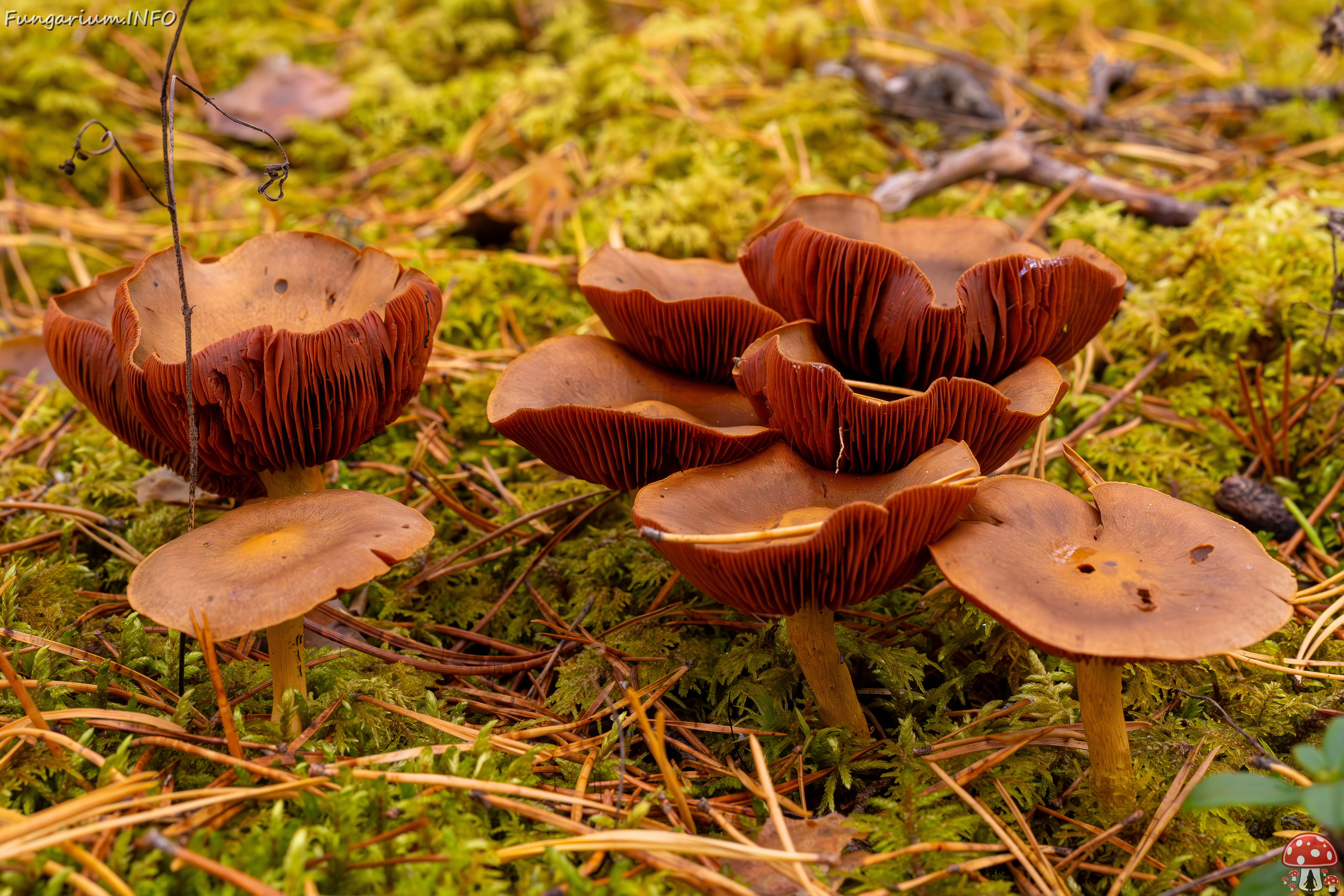 cortinarius-semisanguineus_2024-10-12_1-5 