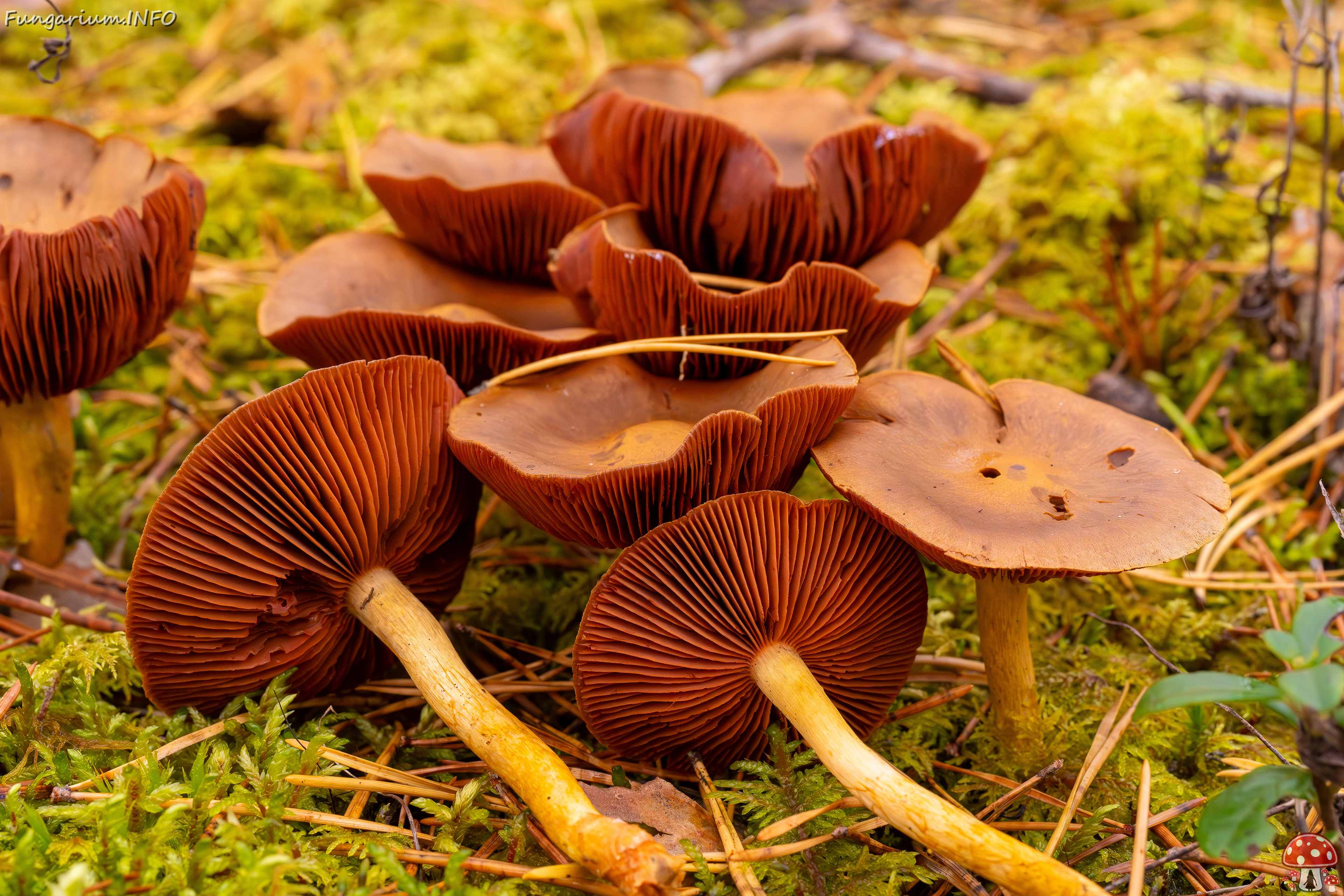 cortinarius-semisanguineus_2024-10-12_1-6 