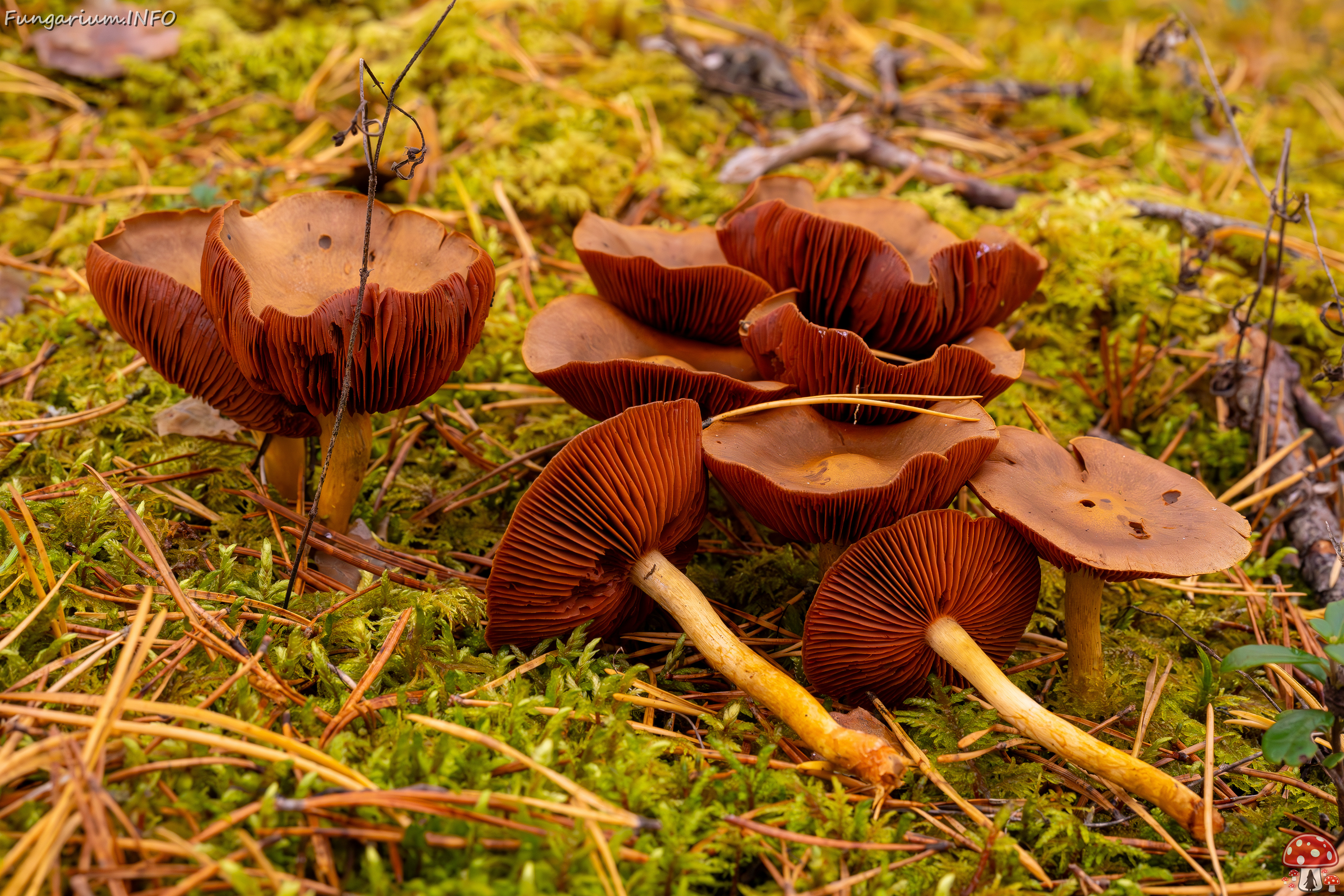 cortinarius-semisanguineus_2024-10-12_1-7 