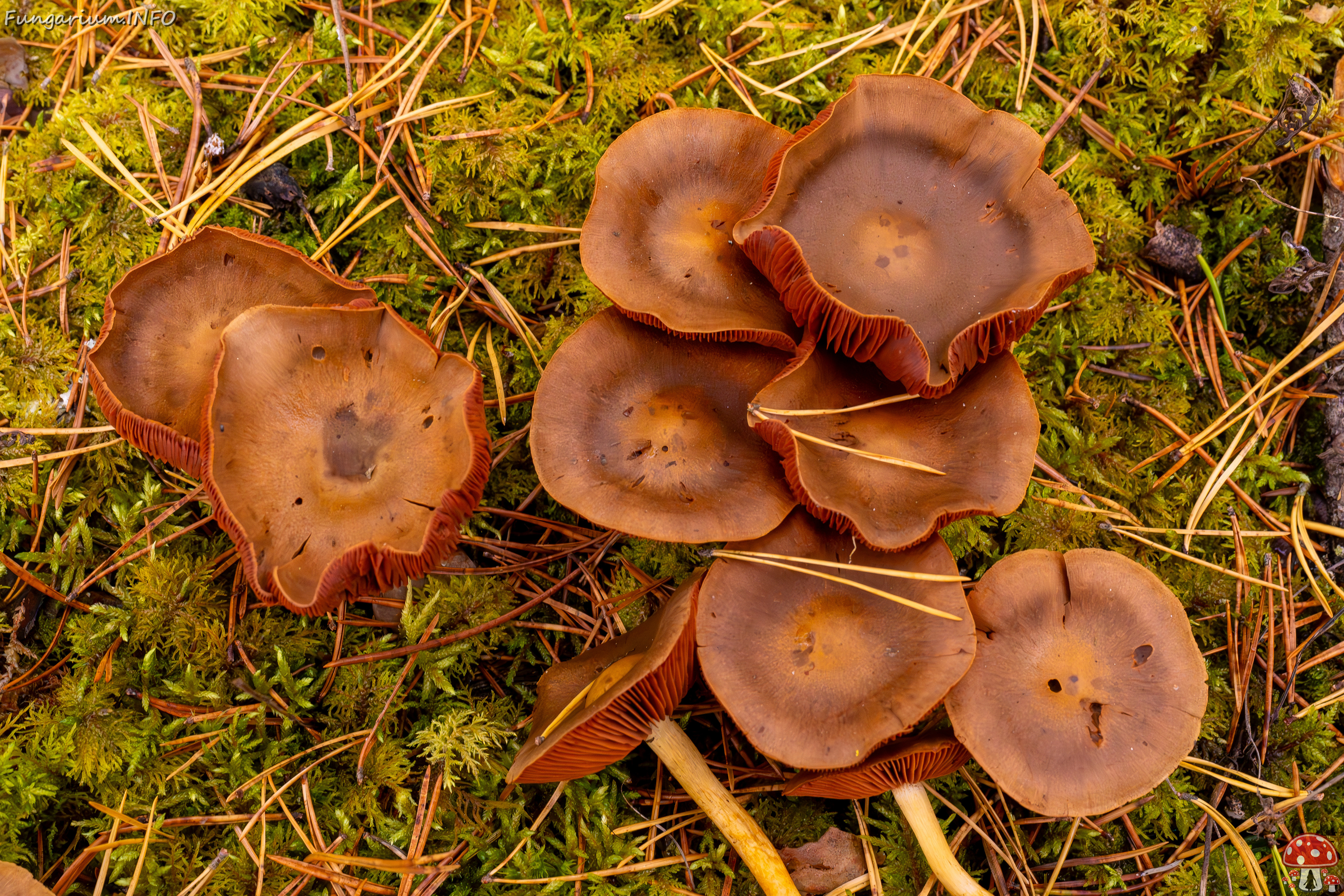 cortinarius-semisanguineus_2024-10-12_1-9 